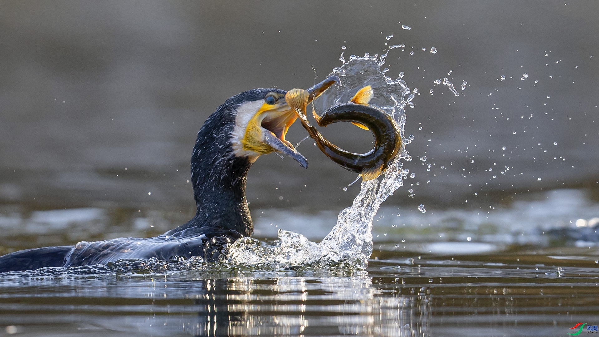 12.23�ݸ�����ʦ��Ʒ  ����ˣ����ף���ٻ�ÿ�ռ�����.jpg