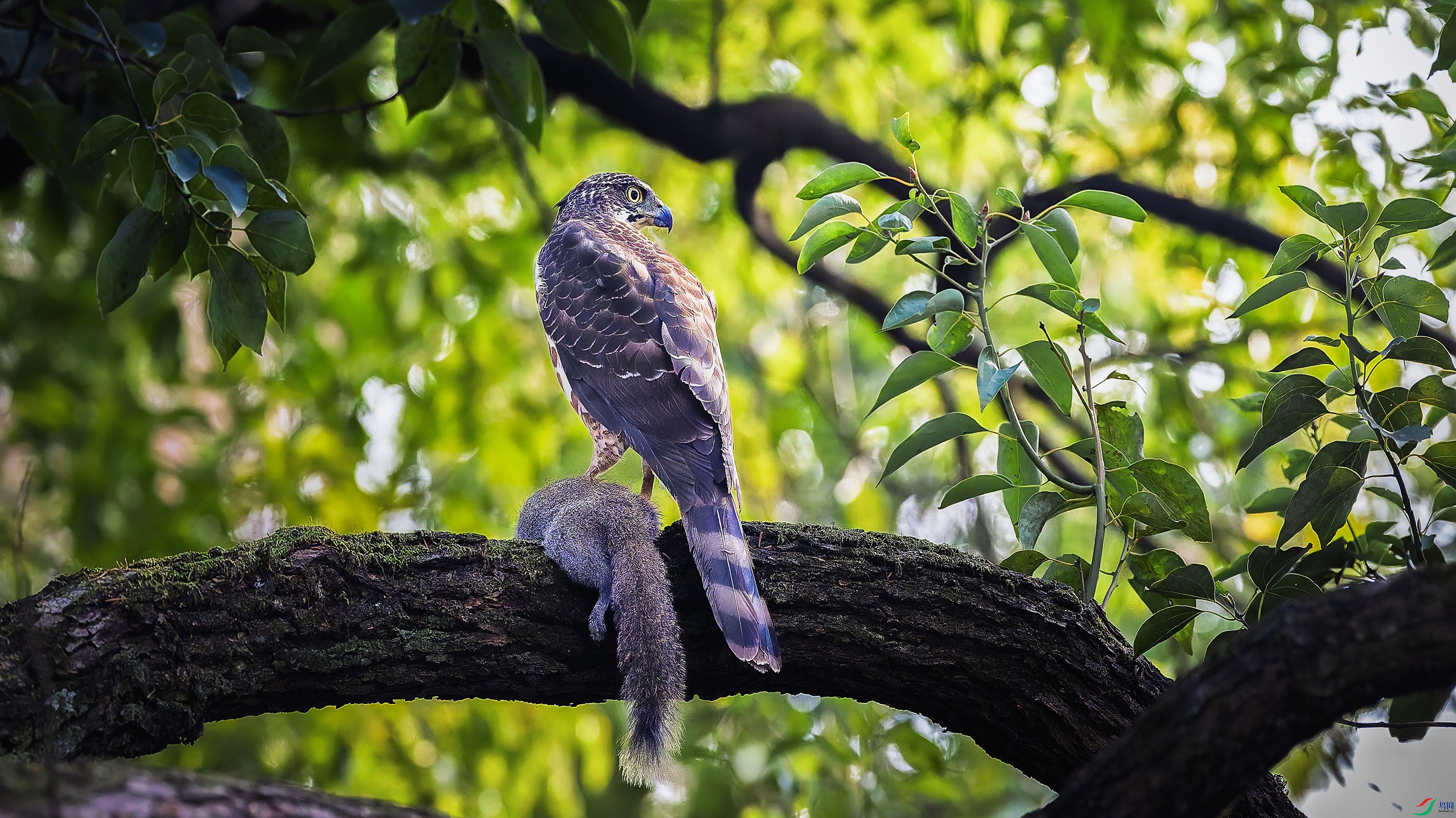 ����ͷӥ•����