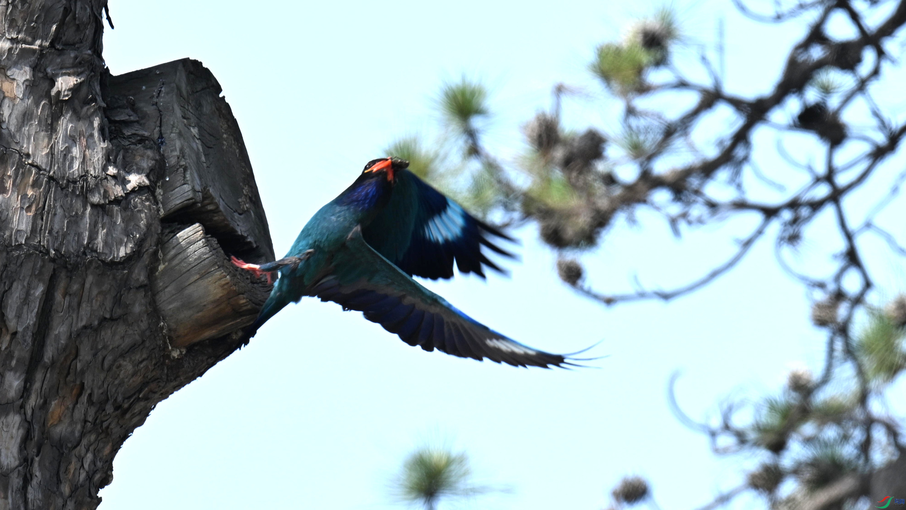 ������ (17).jpg