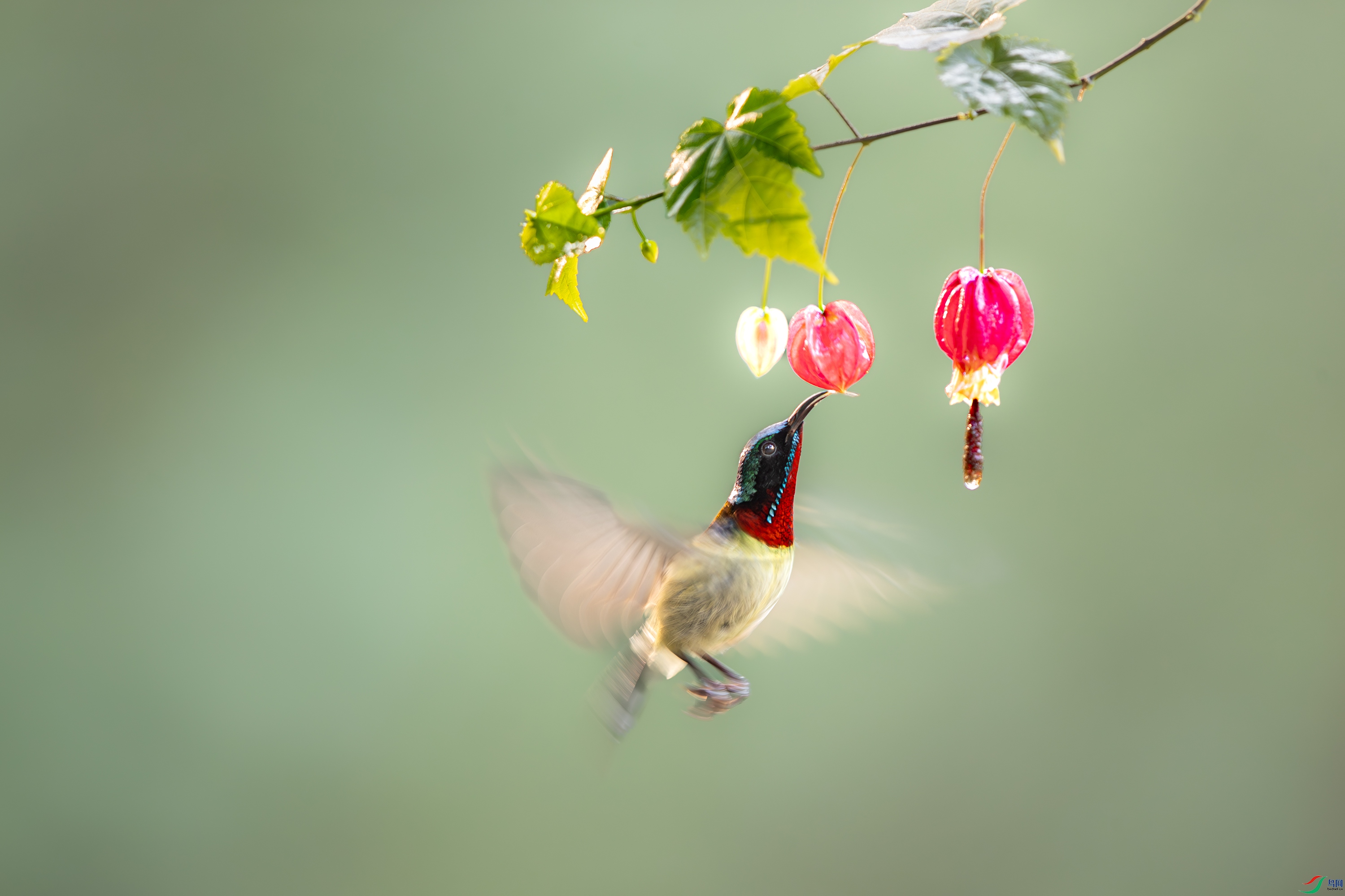 A15I8494-����ǿ-NR ����.jpg