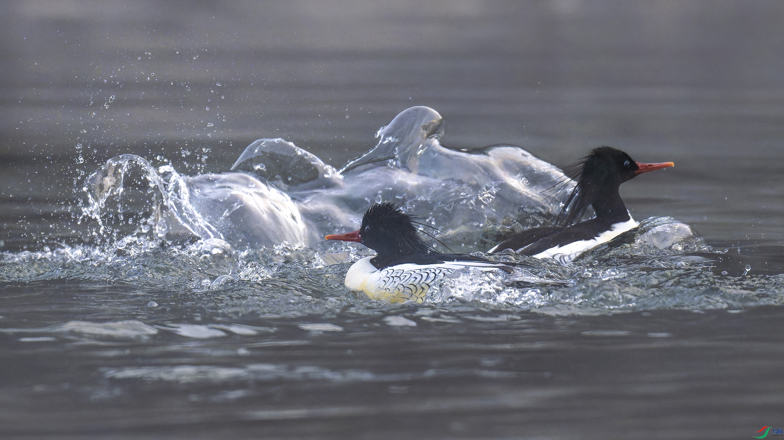 DSC_7737_DxO.jpg