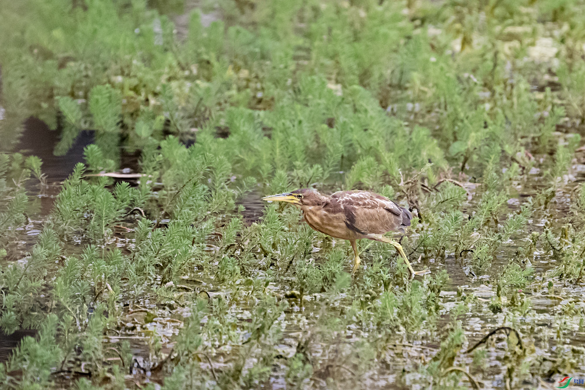DSC_4010.jpg