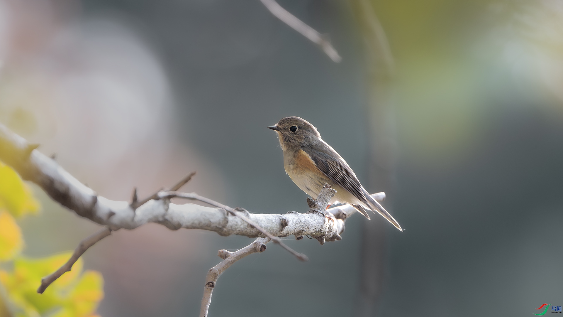 DSC_1568-����ǿ-NR ����.jpg