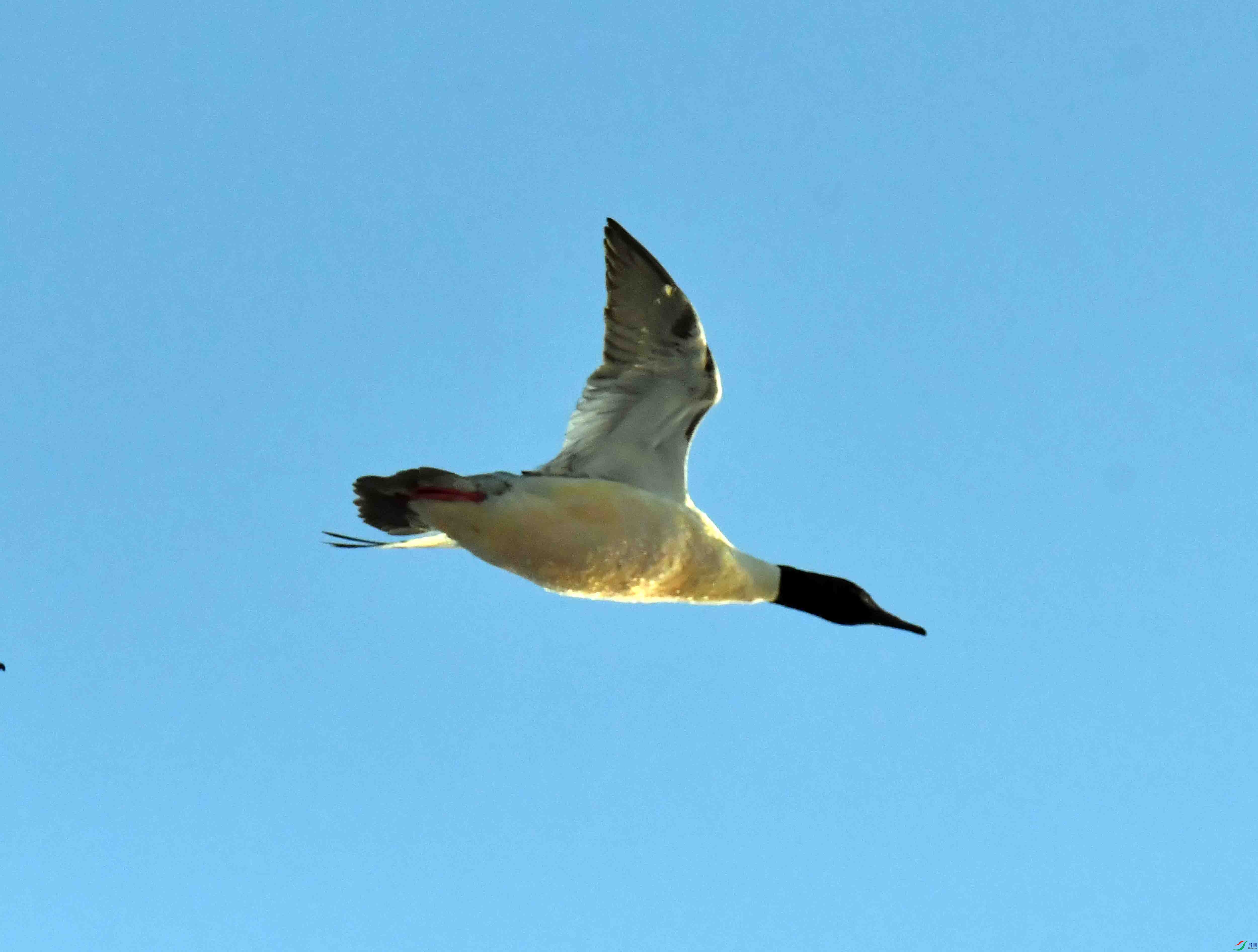 DSC_1186.JPG