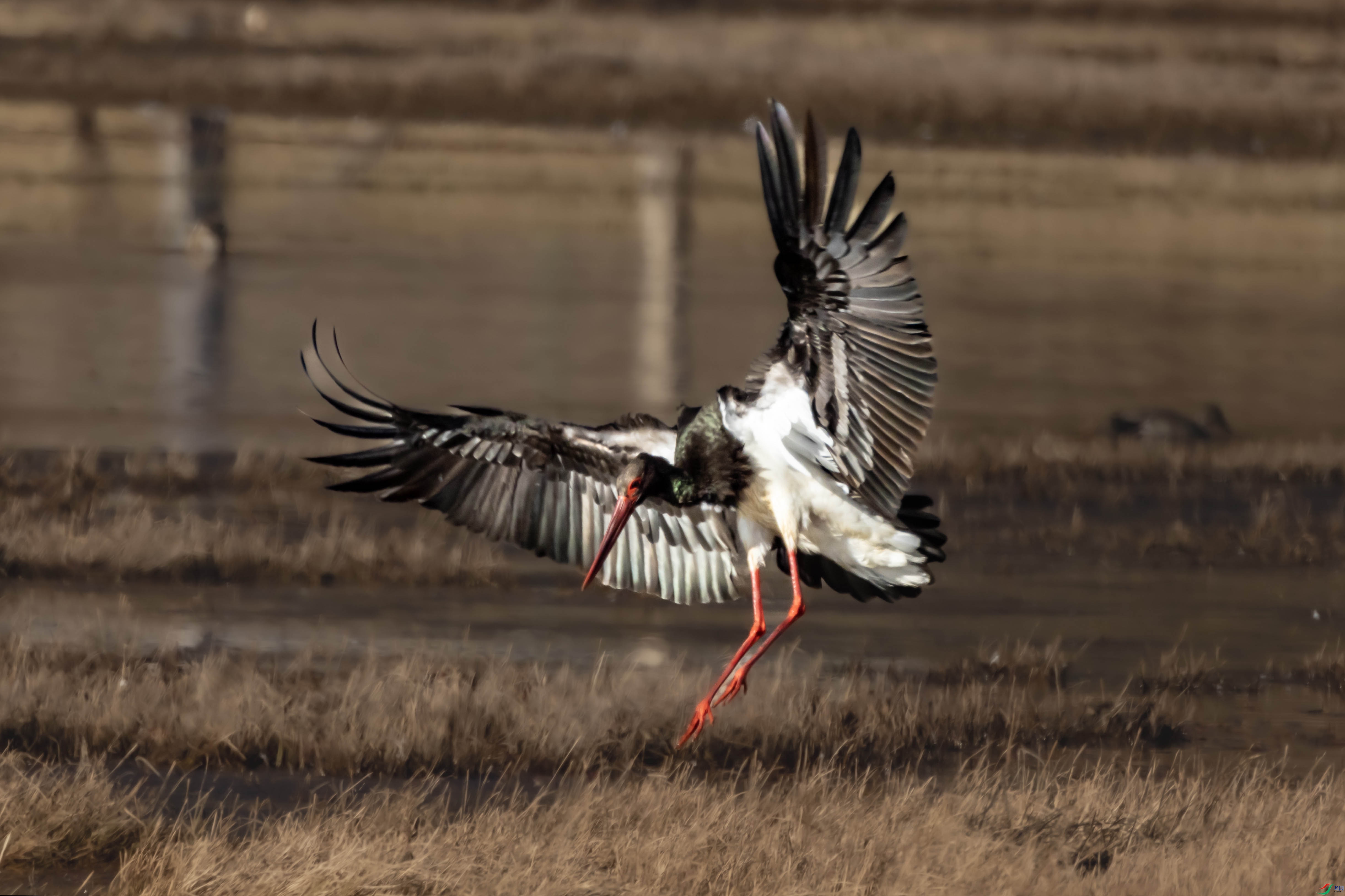 2N1A4735 ����OK123.jpg