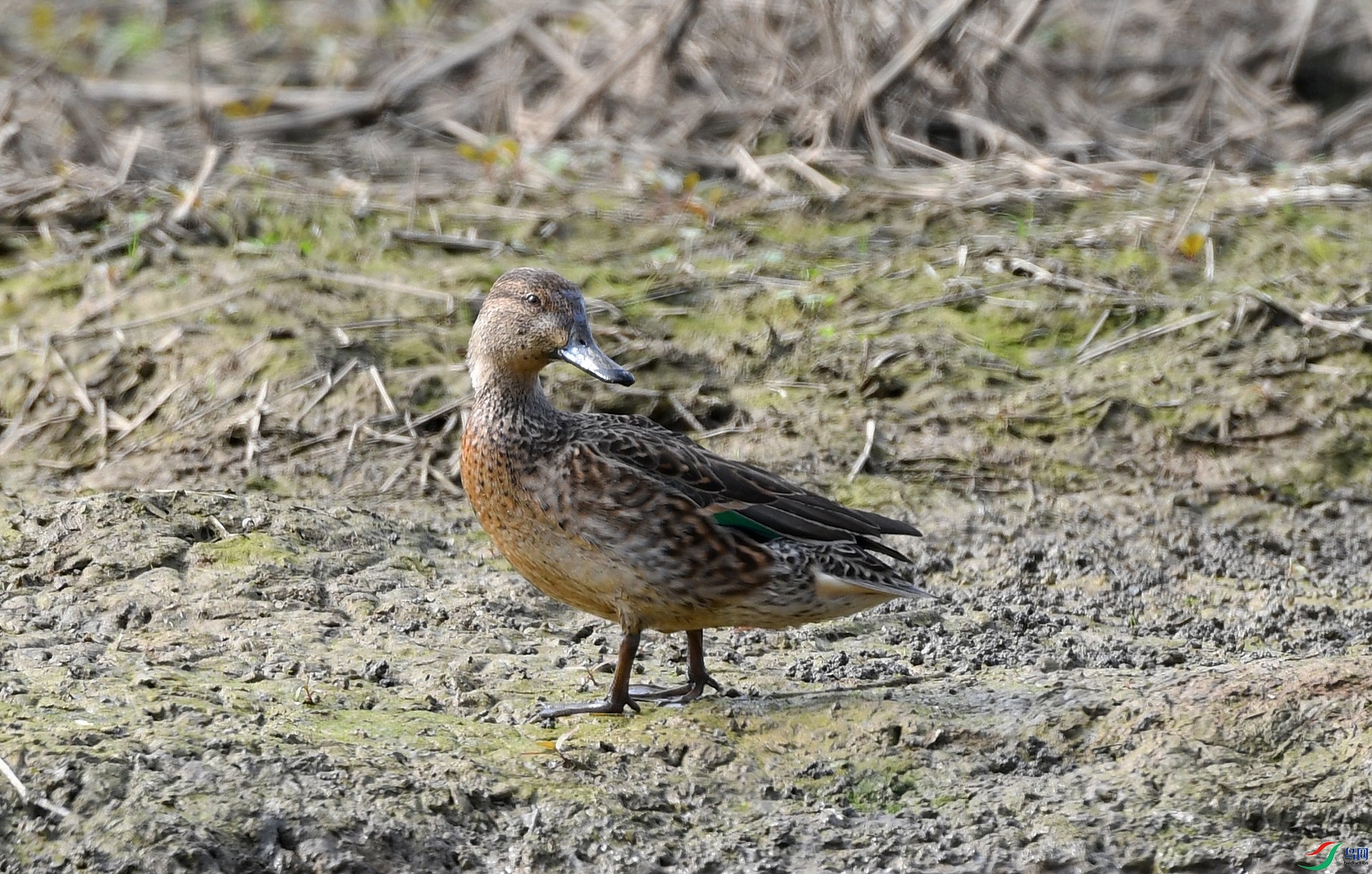 DSC_0006.jpg