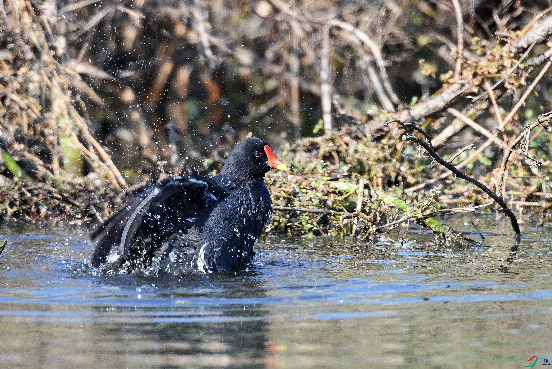 DSC_8735.jpg