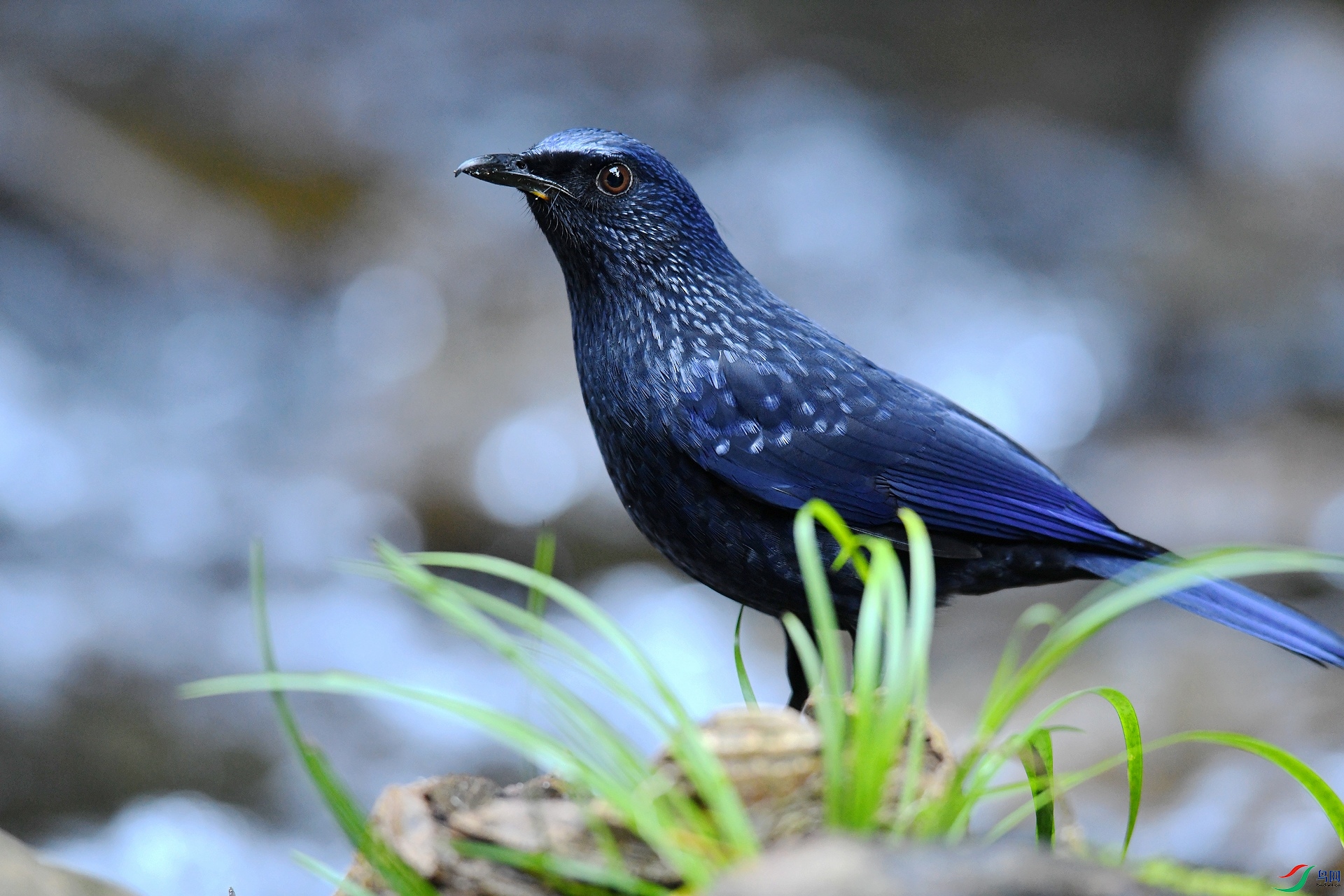 DSC_5341.jpg
