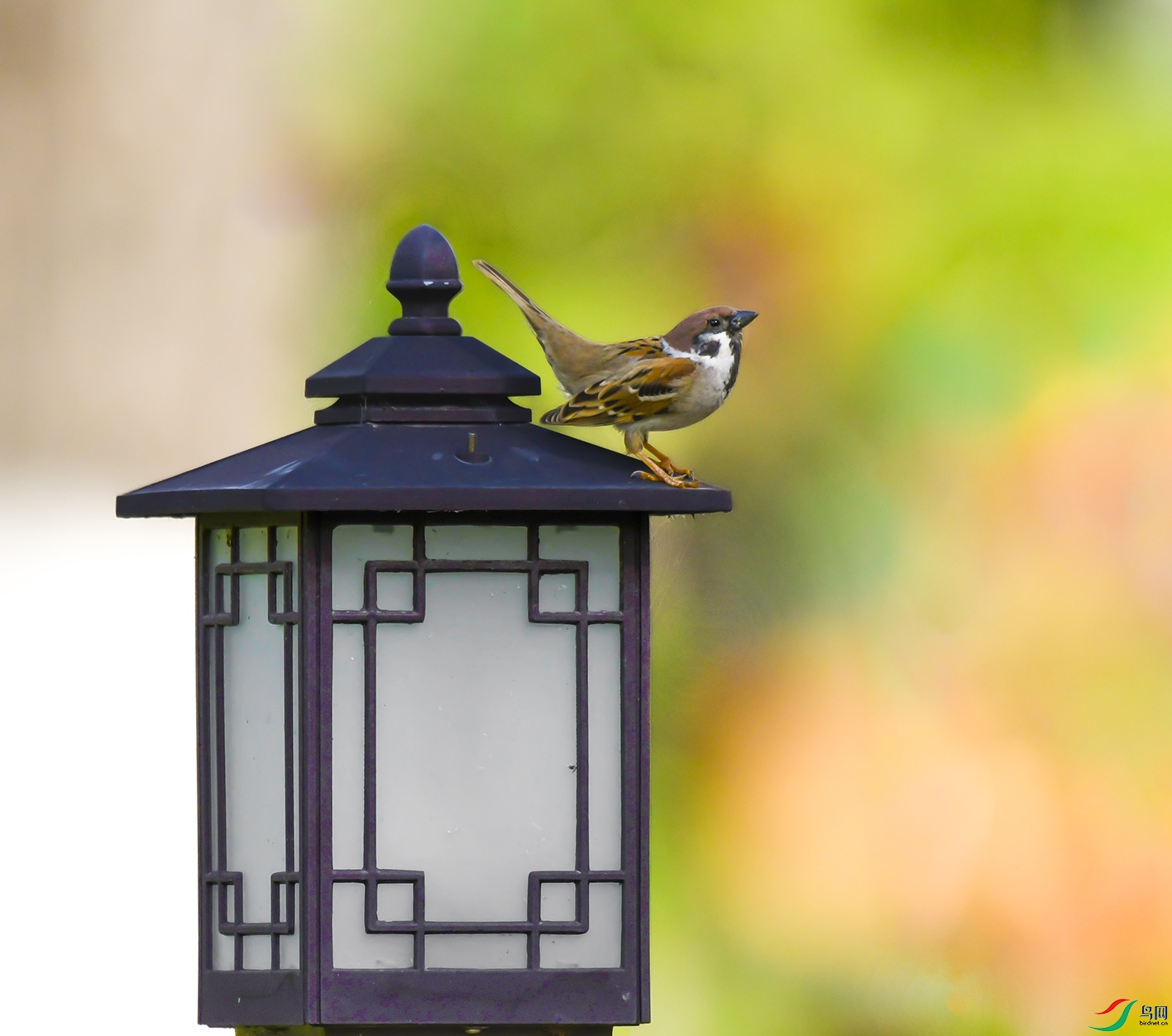 _DSC2000 ����.jpg