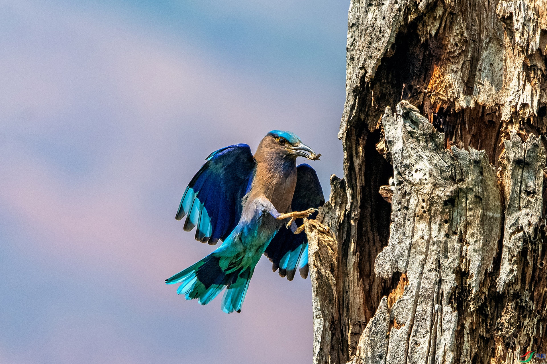 _AUU4337���ط�ɮ(24.5.13).jpg