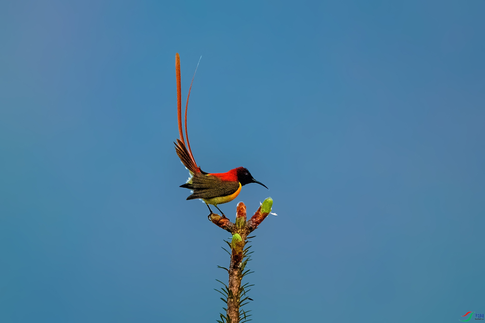 _AUU4576 ��β̫����(25.6.13).jpg
