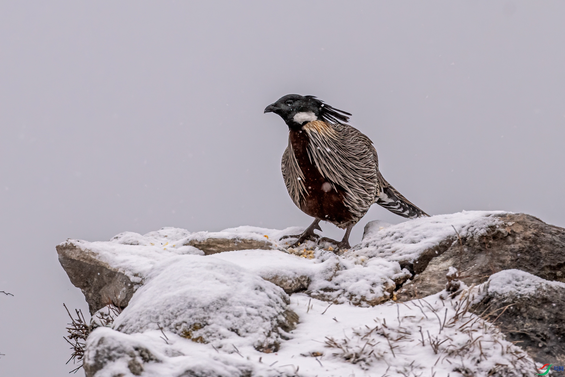 DSC_2069-11.jpg