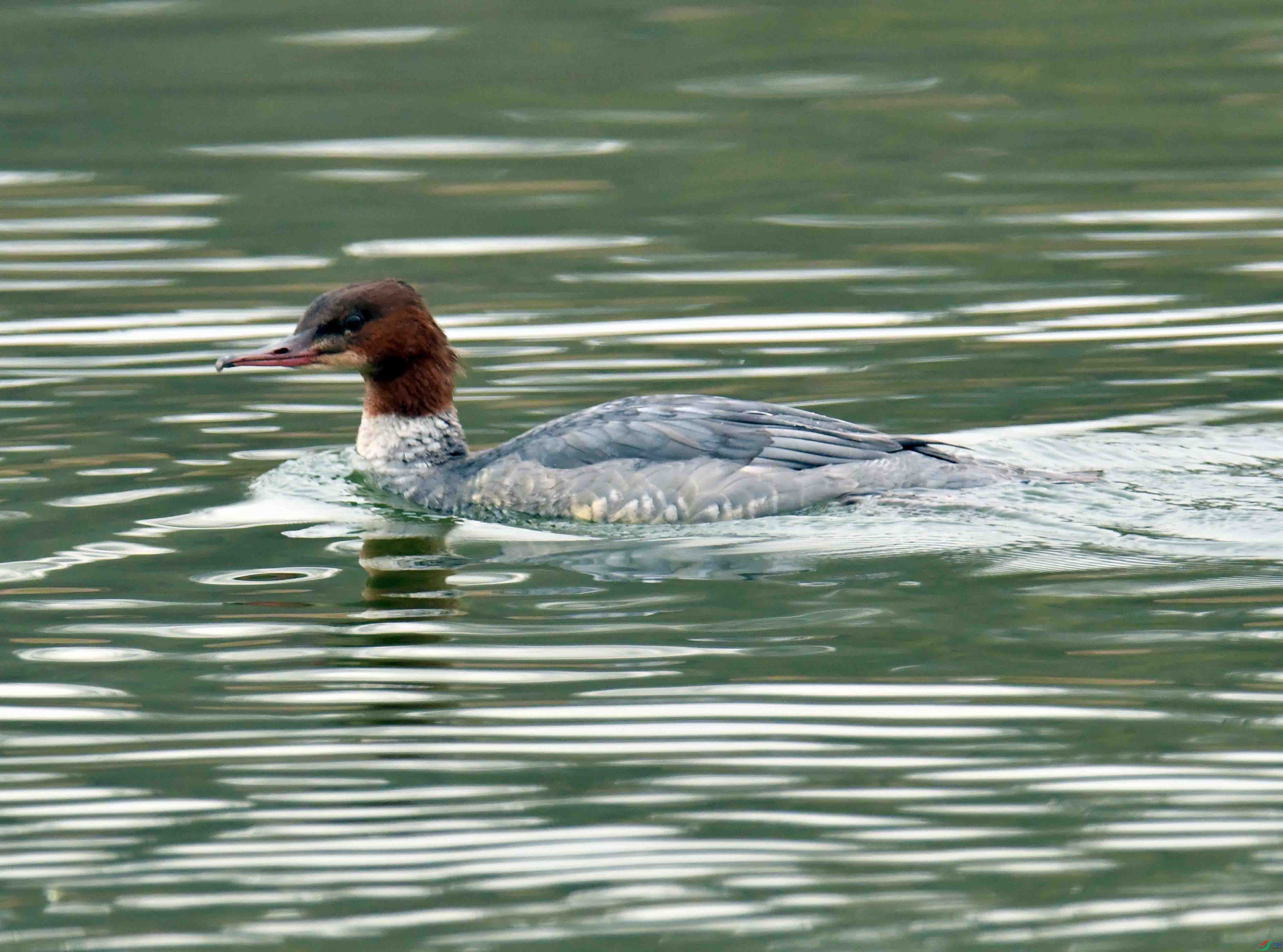DSC_1649.JPG