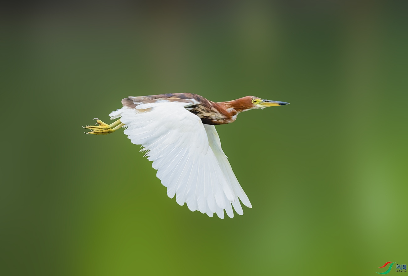 _BHY4320-1-DeNoiseAI-severe-noise ����-11.jpg