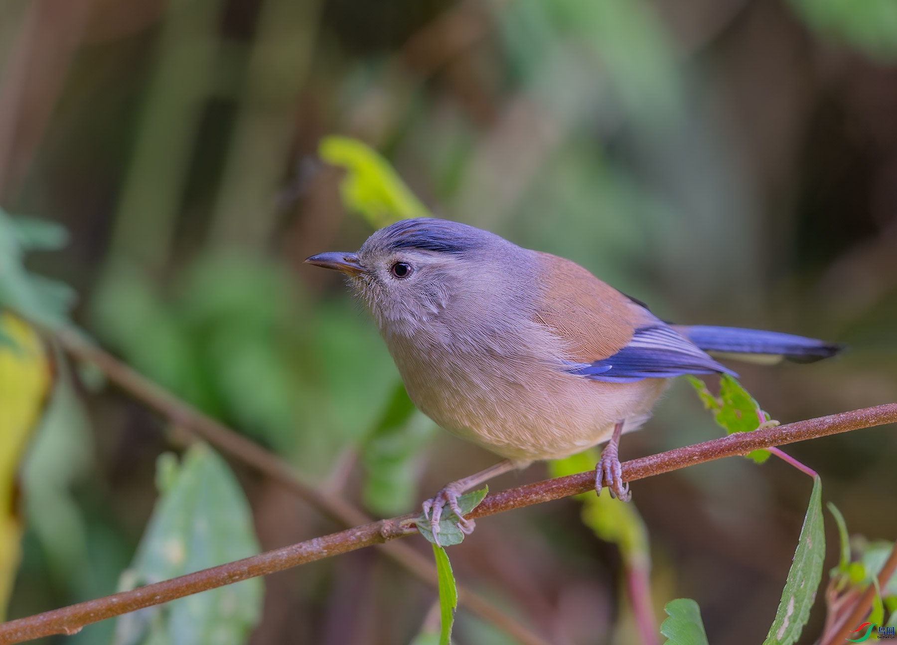 DSC_7896.jpg