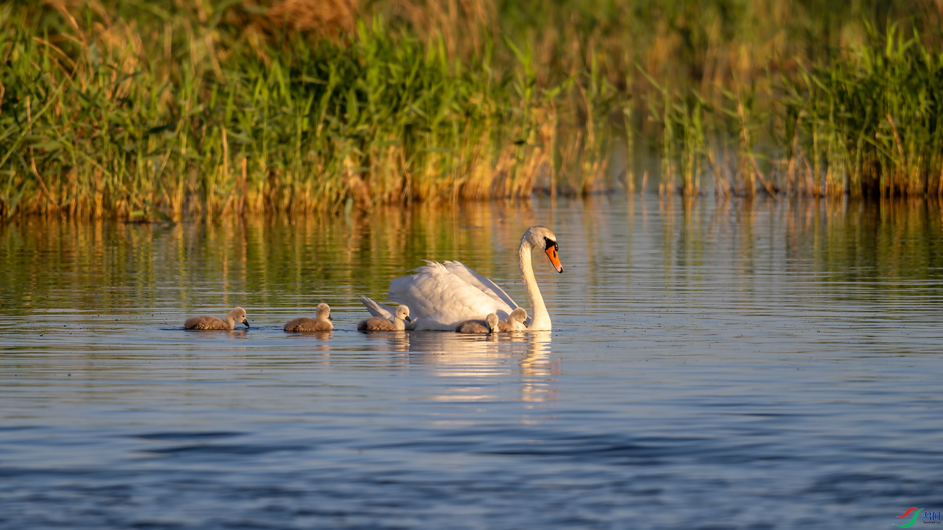 DSC_5416-����ǿ-NR.jpg