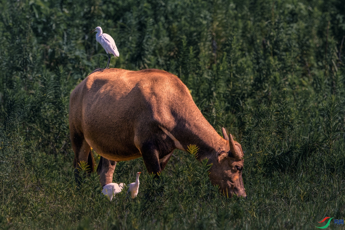 ����ˮţ----��г����