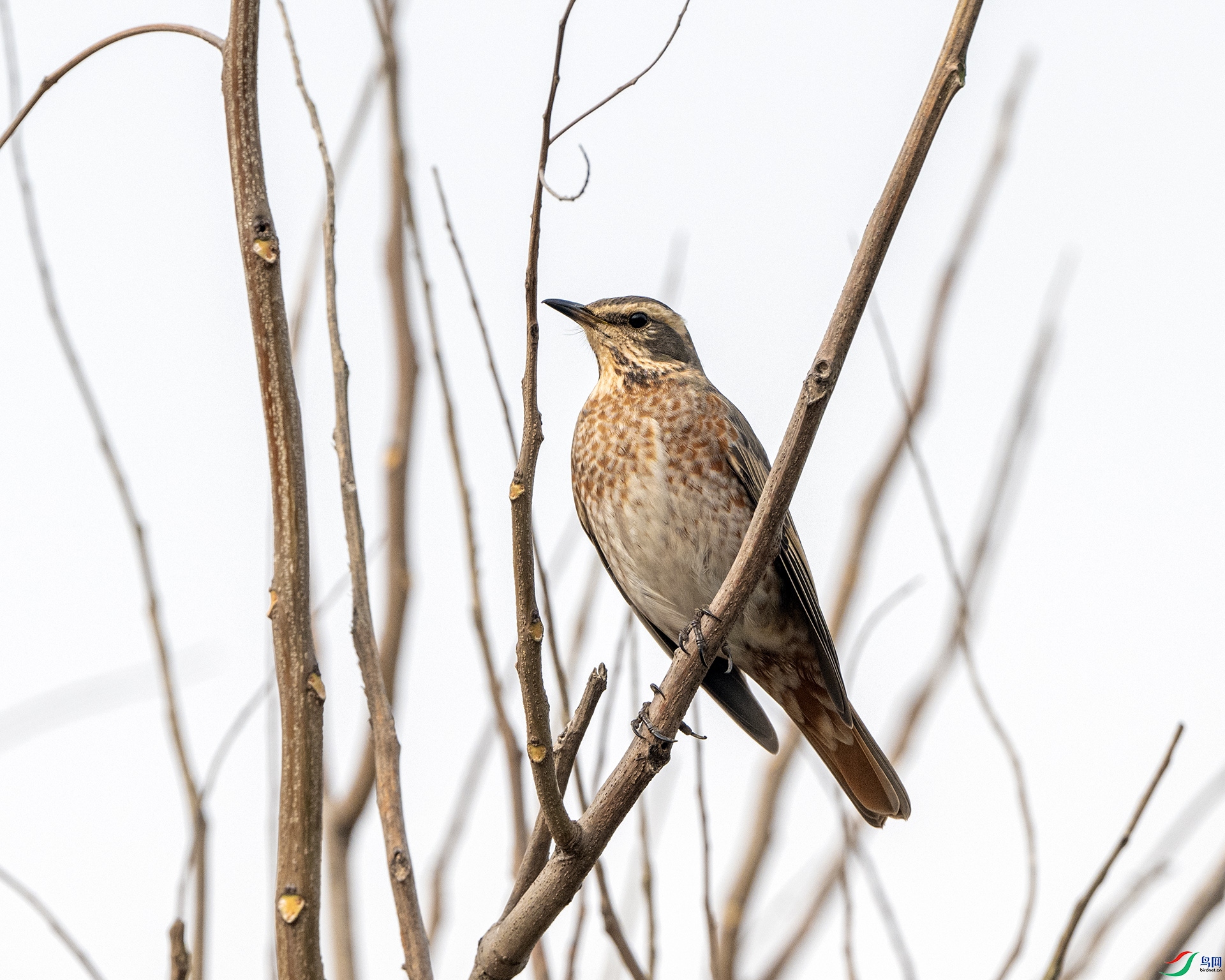 DSC_6165 ����.jpg