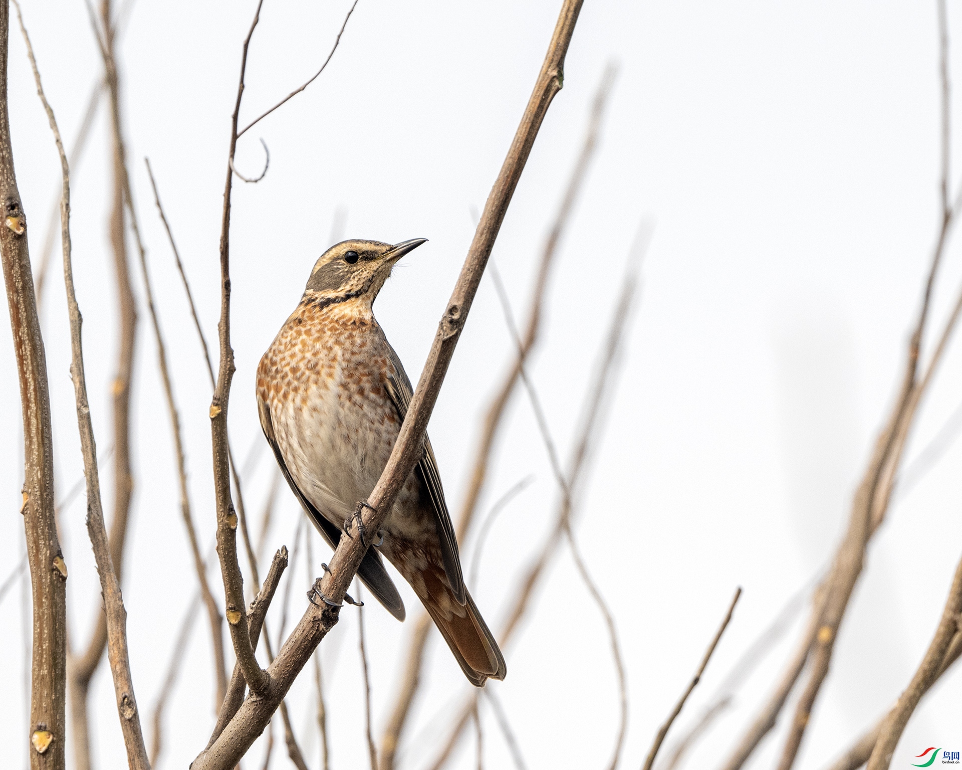 DSC_6171 ����.jpg