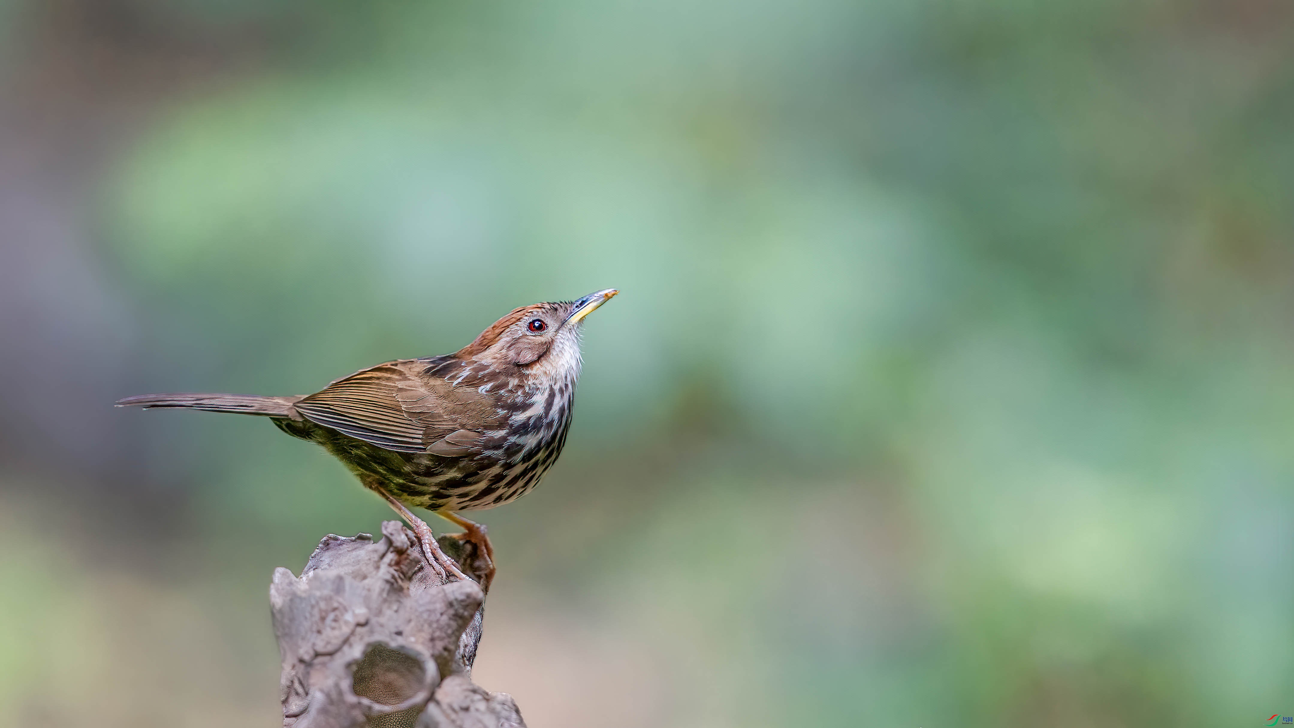 a_69142-1.jpg