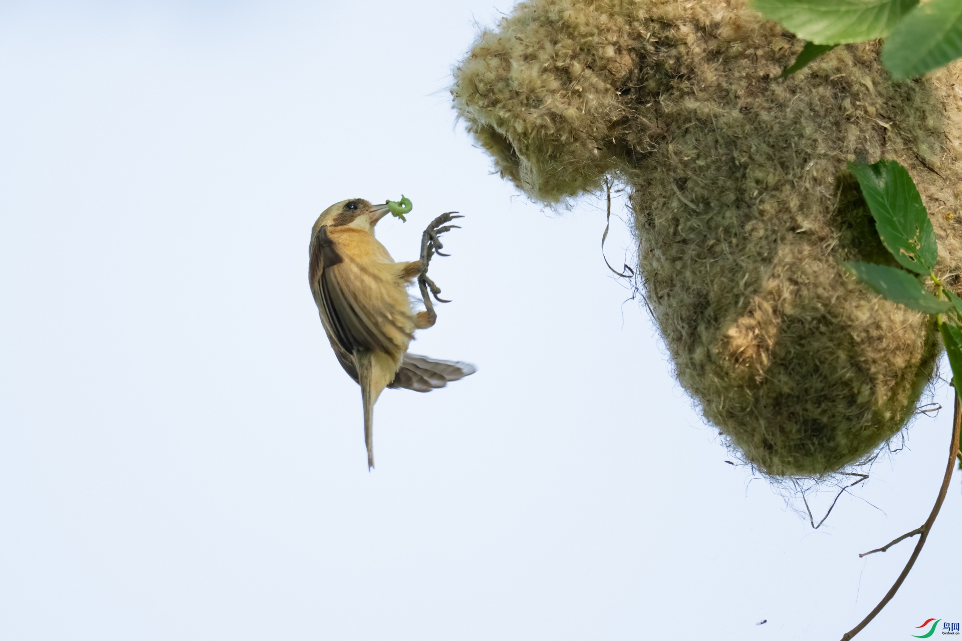 DSC_9065sen2025-6-13-19-�༭.jpg