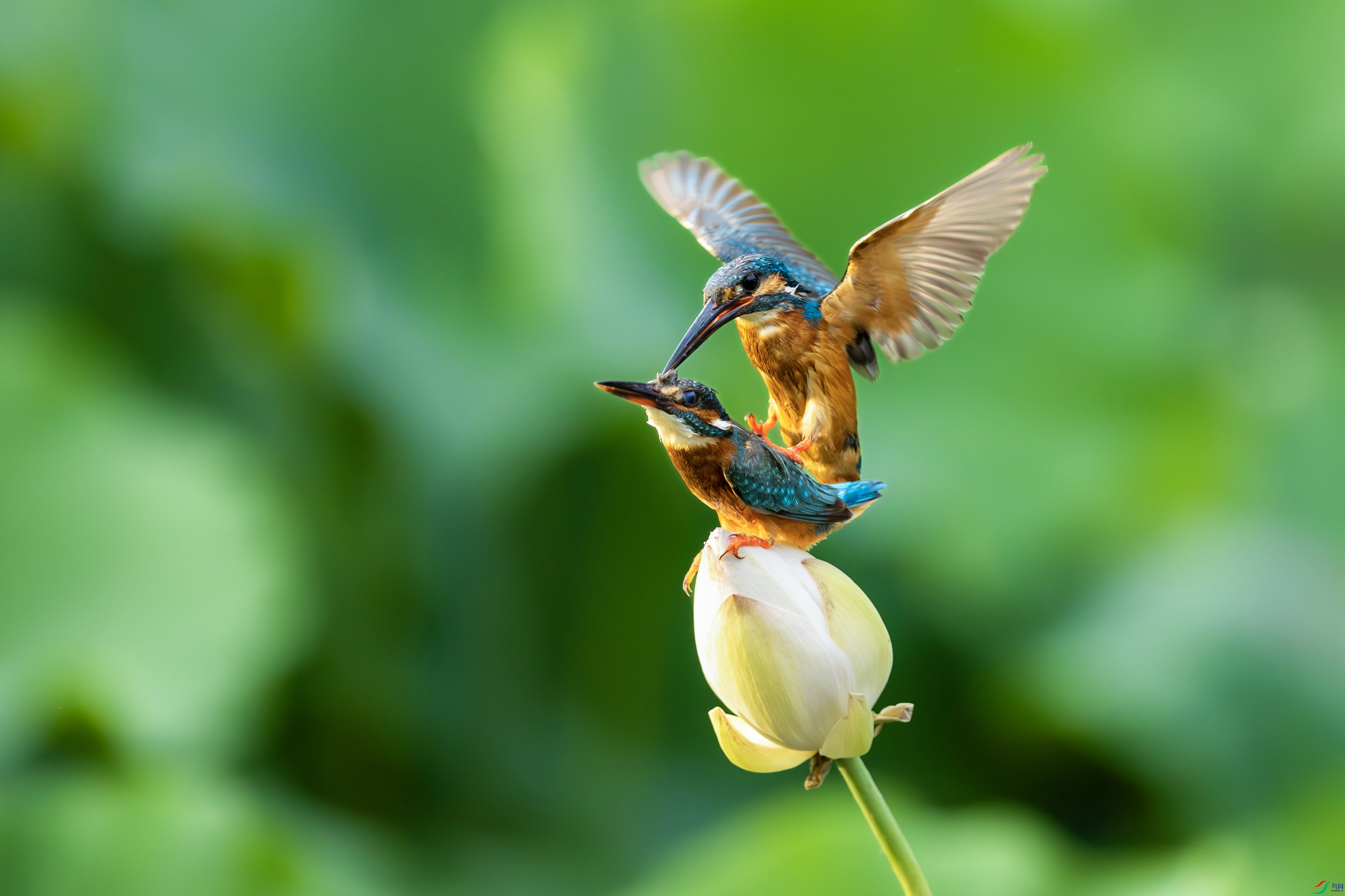 AN4I5679-����ǿ-NR ���� 4.jpg