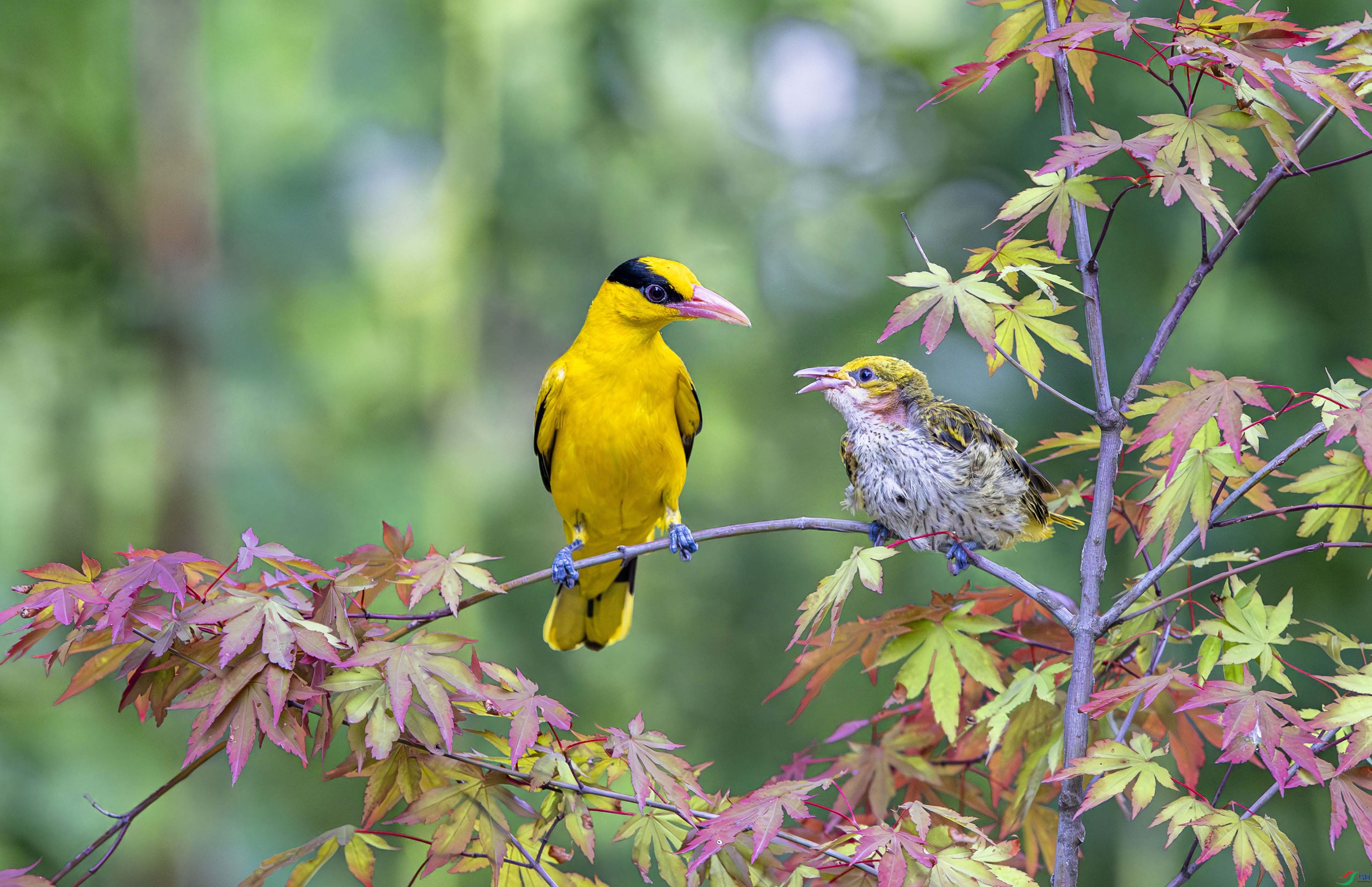 L25_0054-����ǿ-NR ����.jpg