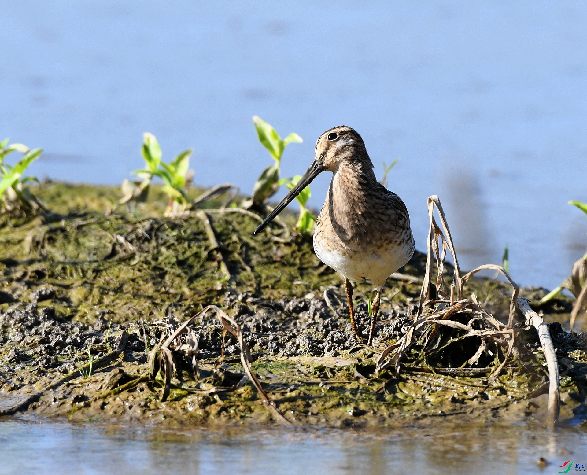DSC_0464.jpg
