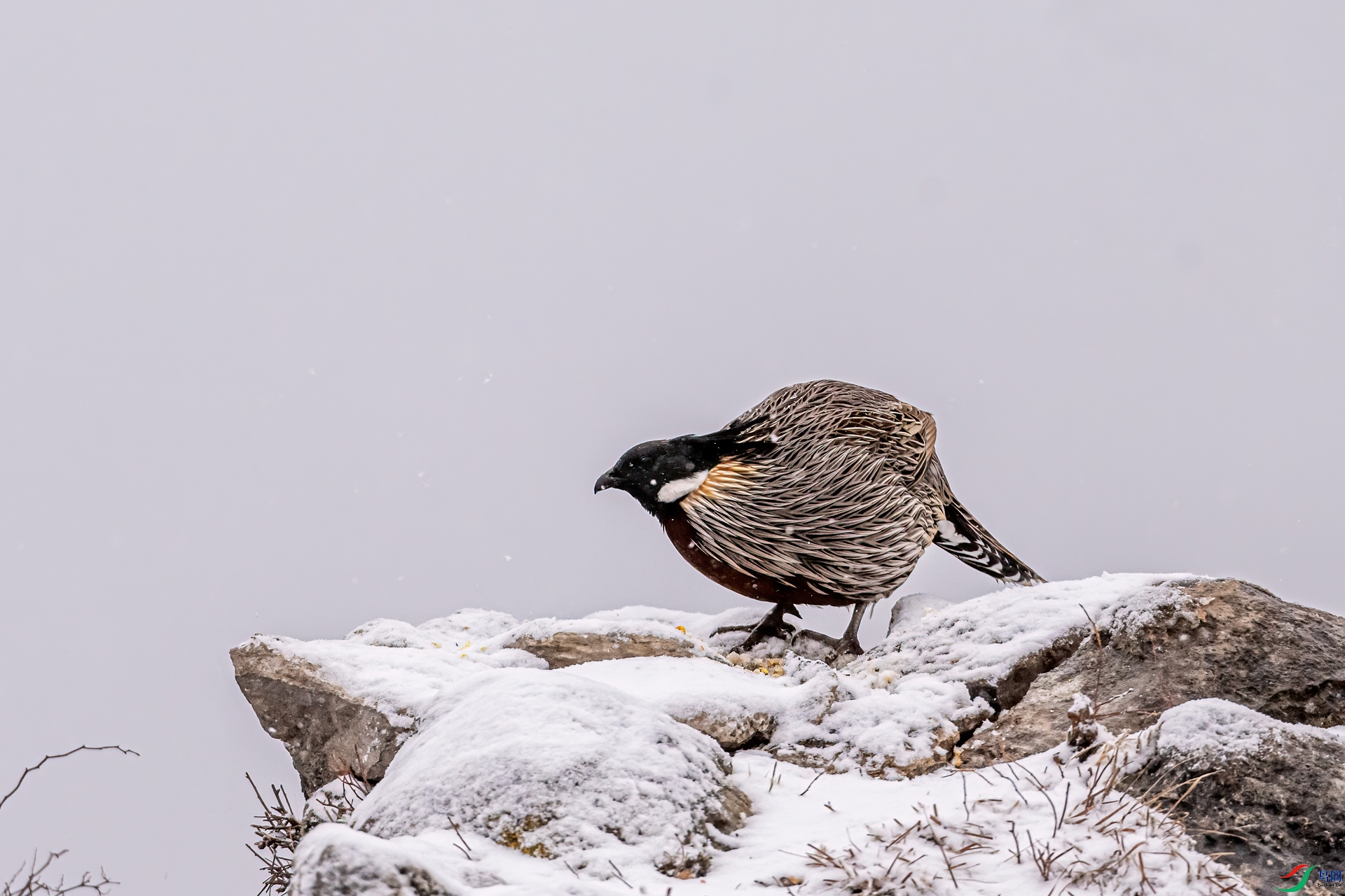 DSC_2063-11.jpg