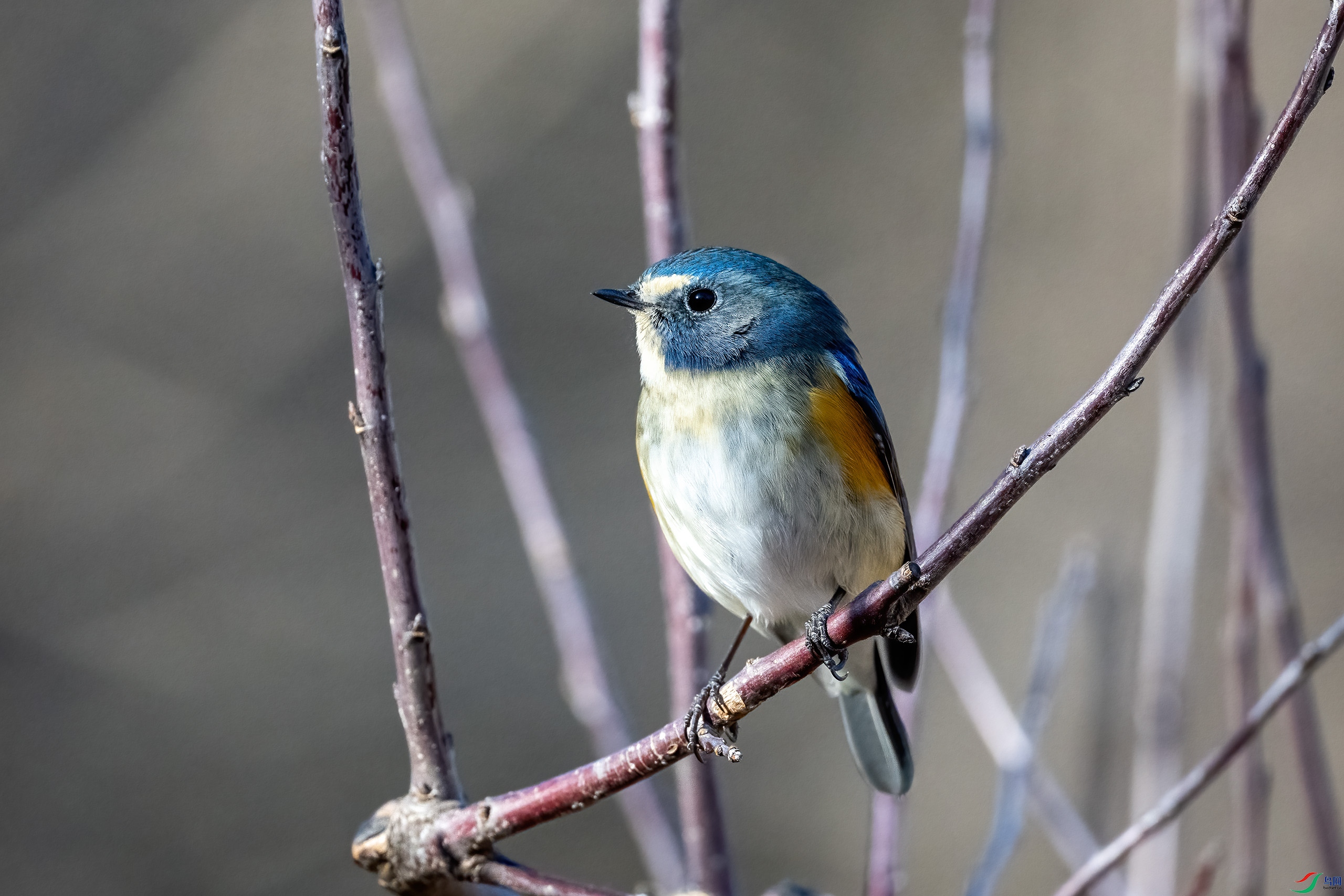 _DSC6036-.jpg