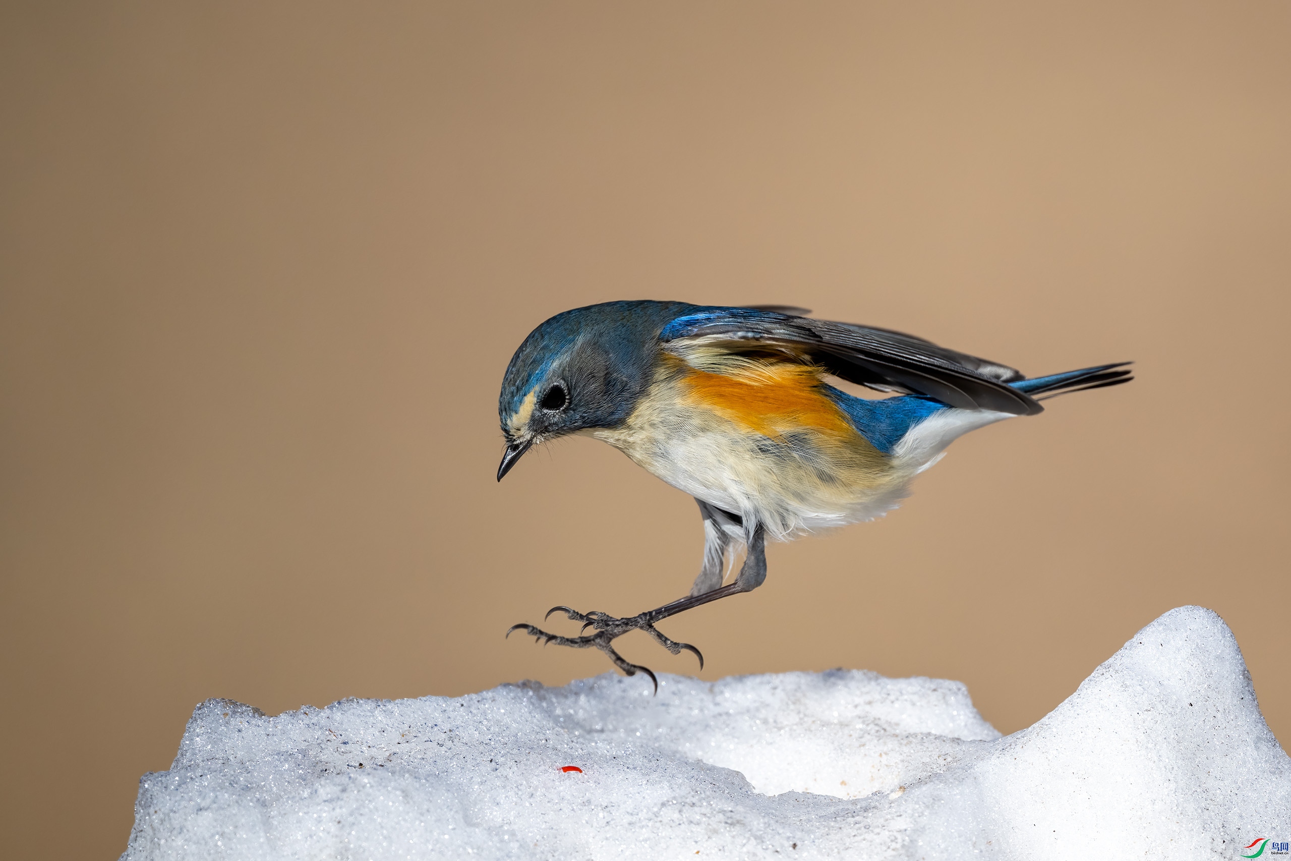 _DSC5785-.jpg
