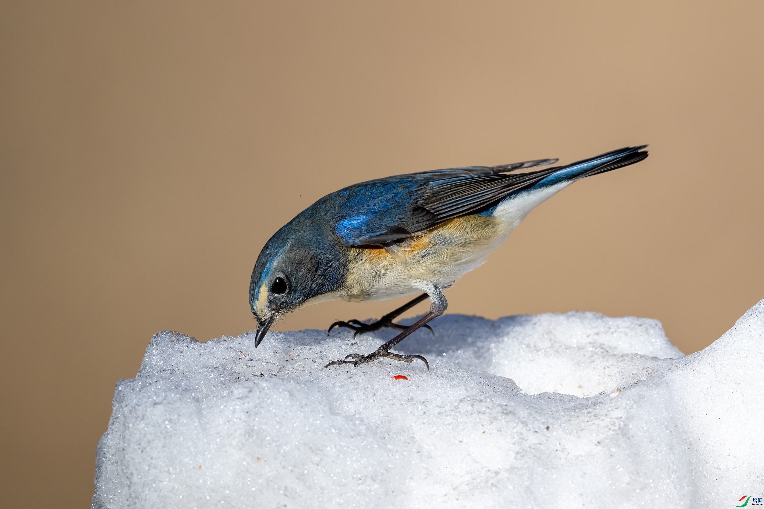 _DSC5787-.jpg
