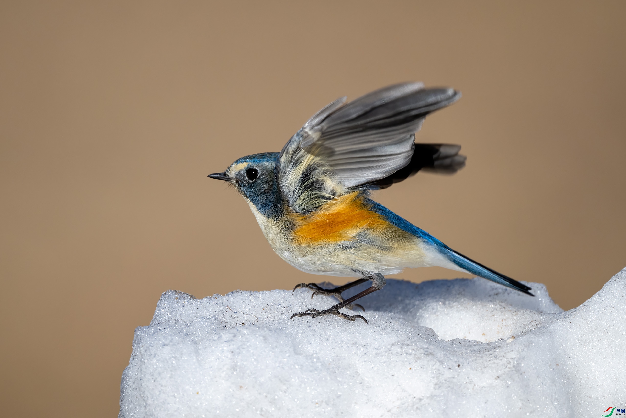 _DSC5811-.jpg