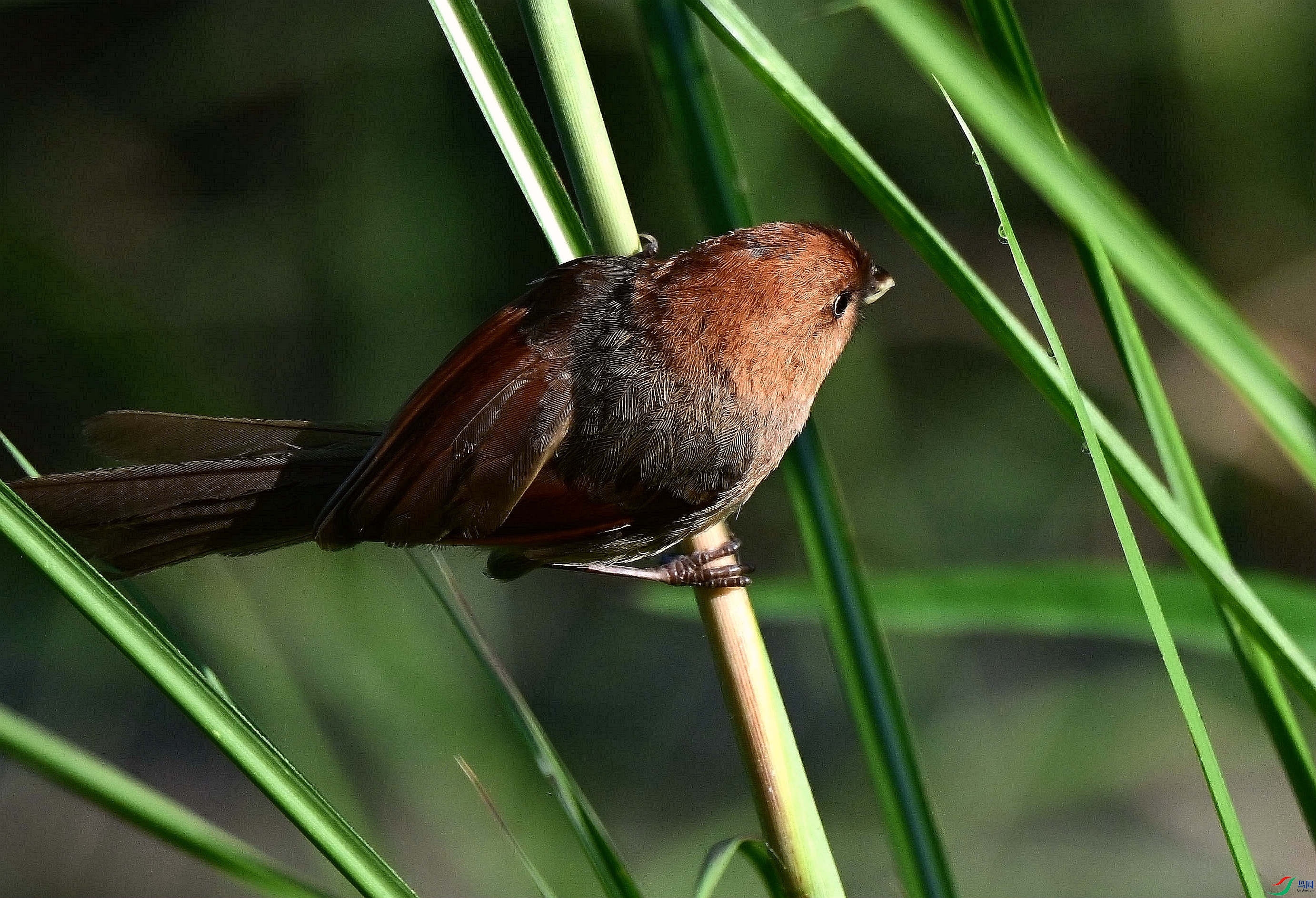 DSC_9852.jpg