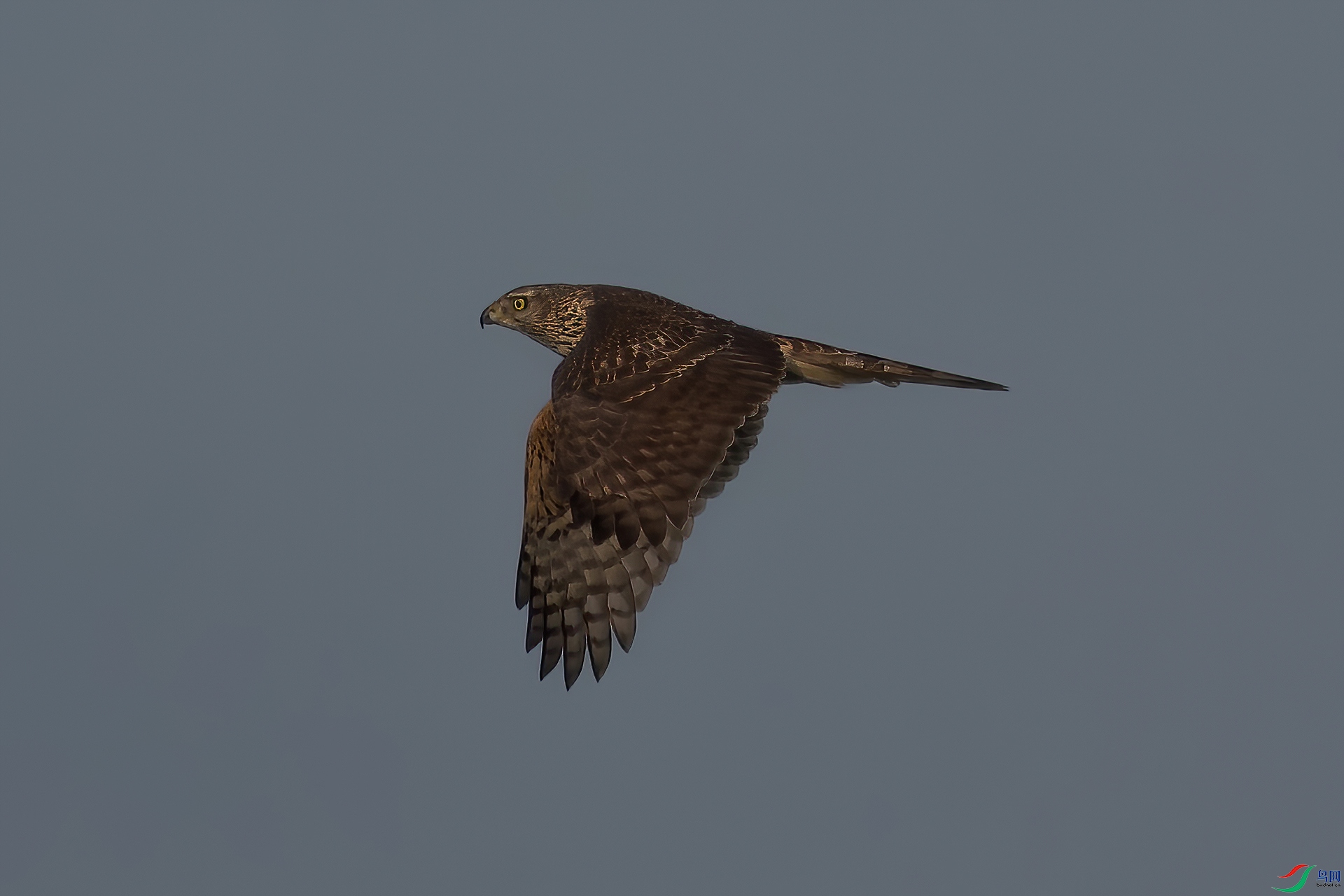 _MG_6747-CR2_(1920).jpg