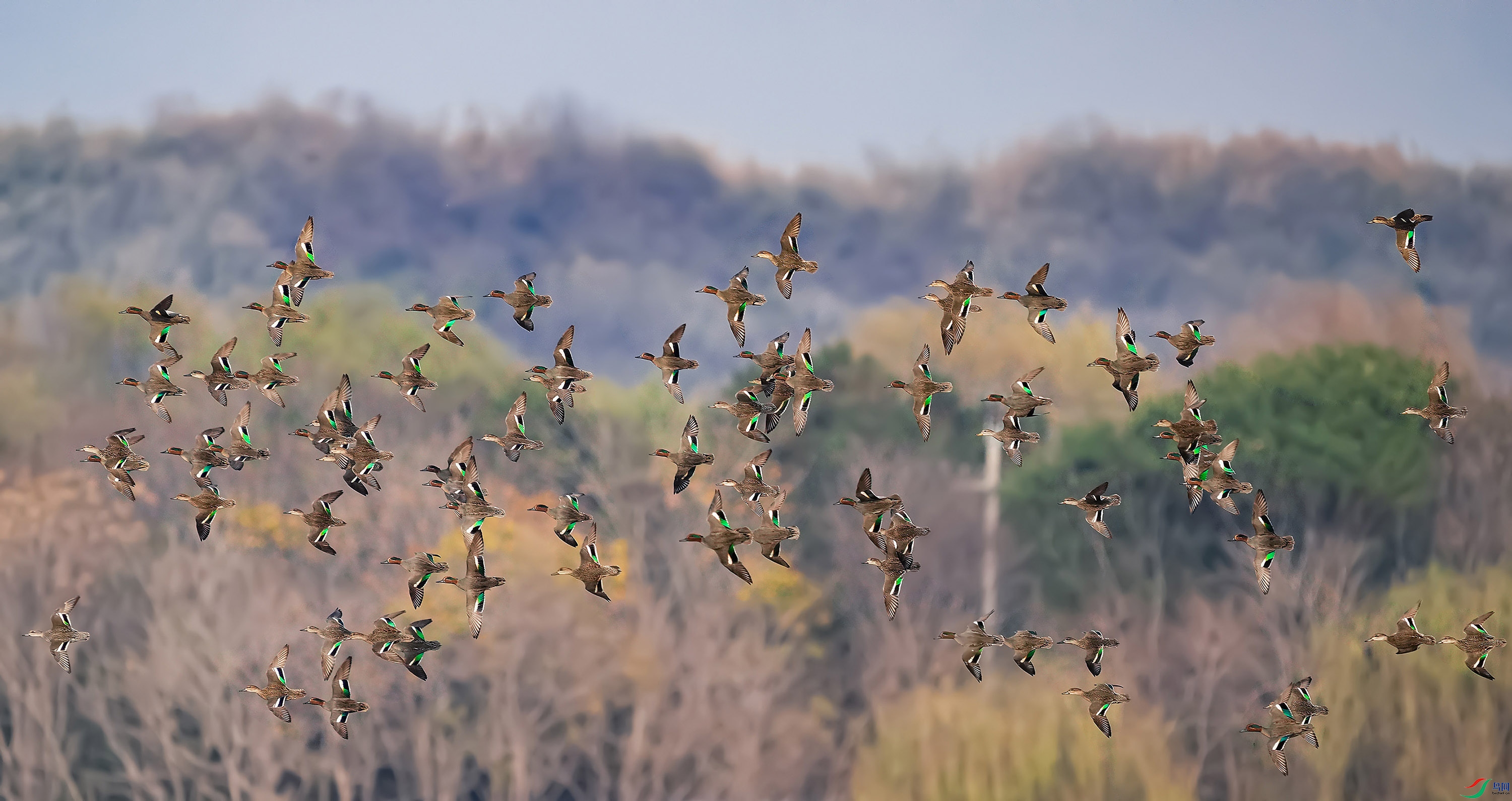 DSC01115���� 1.jpg