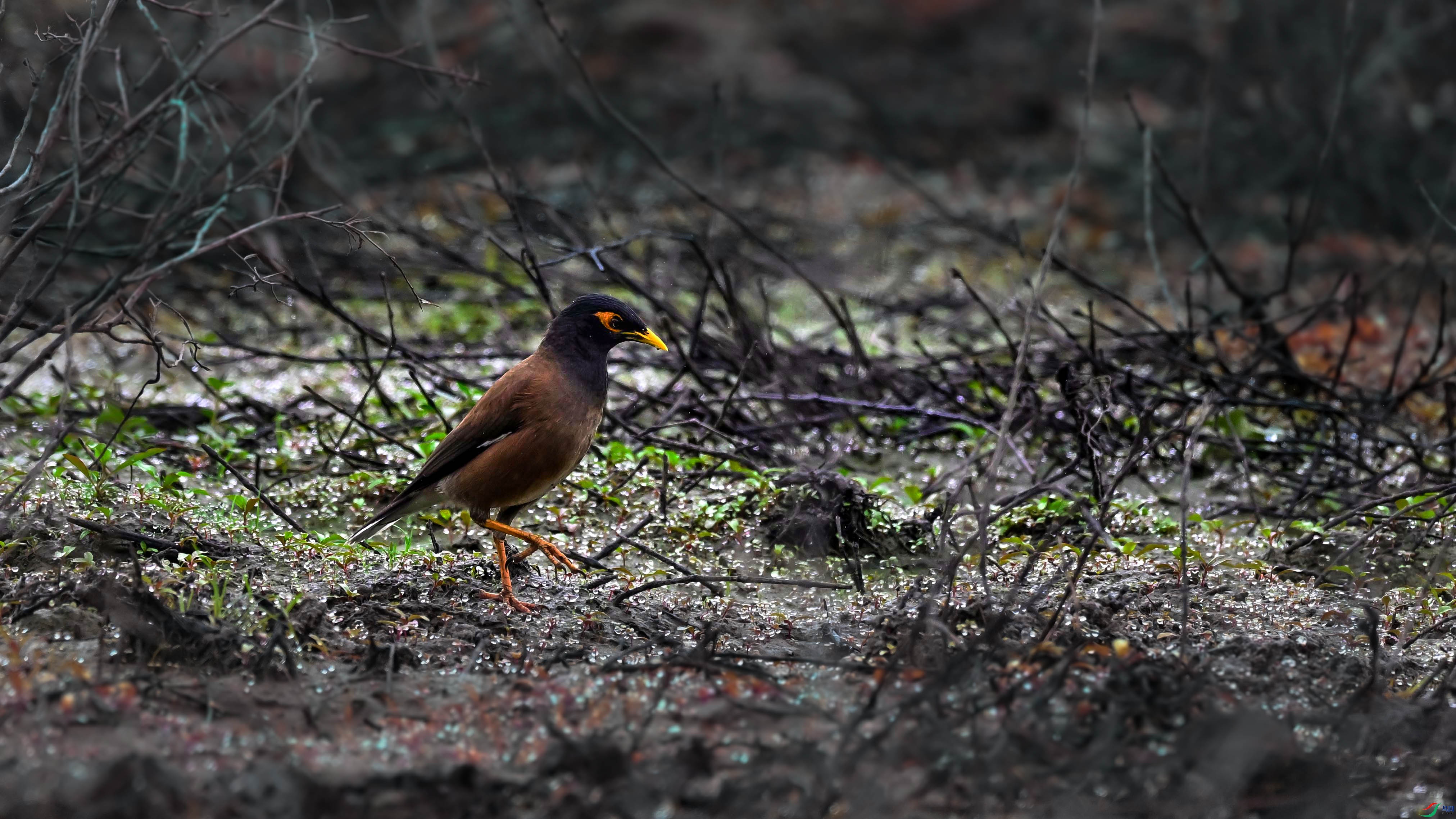 DSC_4955.jpg