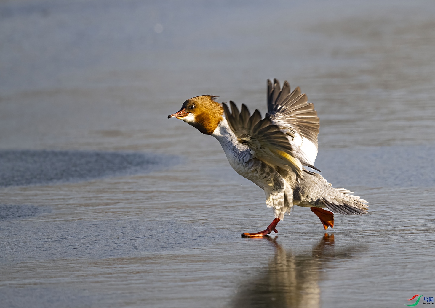 DSC_9394 ��������.jpg