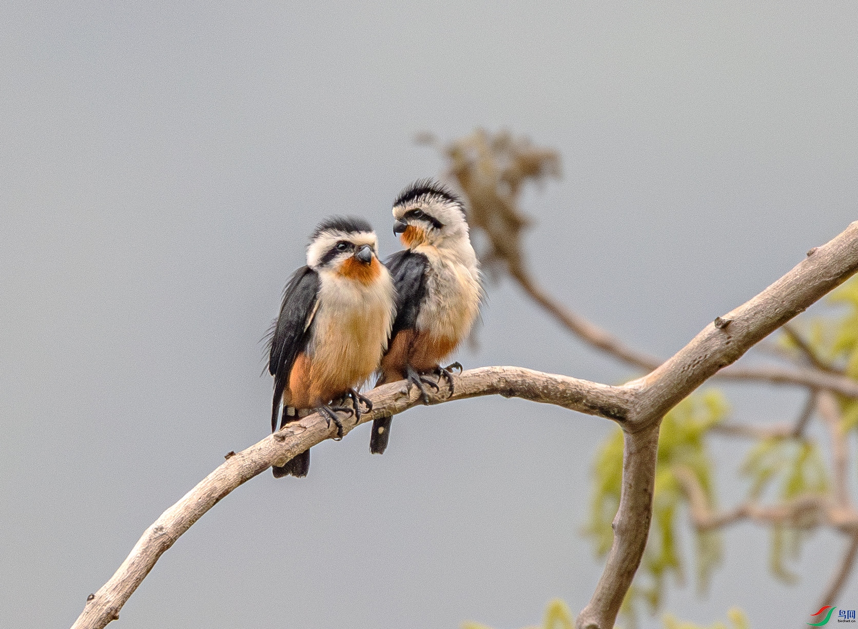 B85I2803-����ǿ-NR ����.jpg