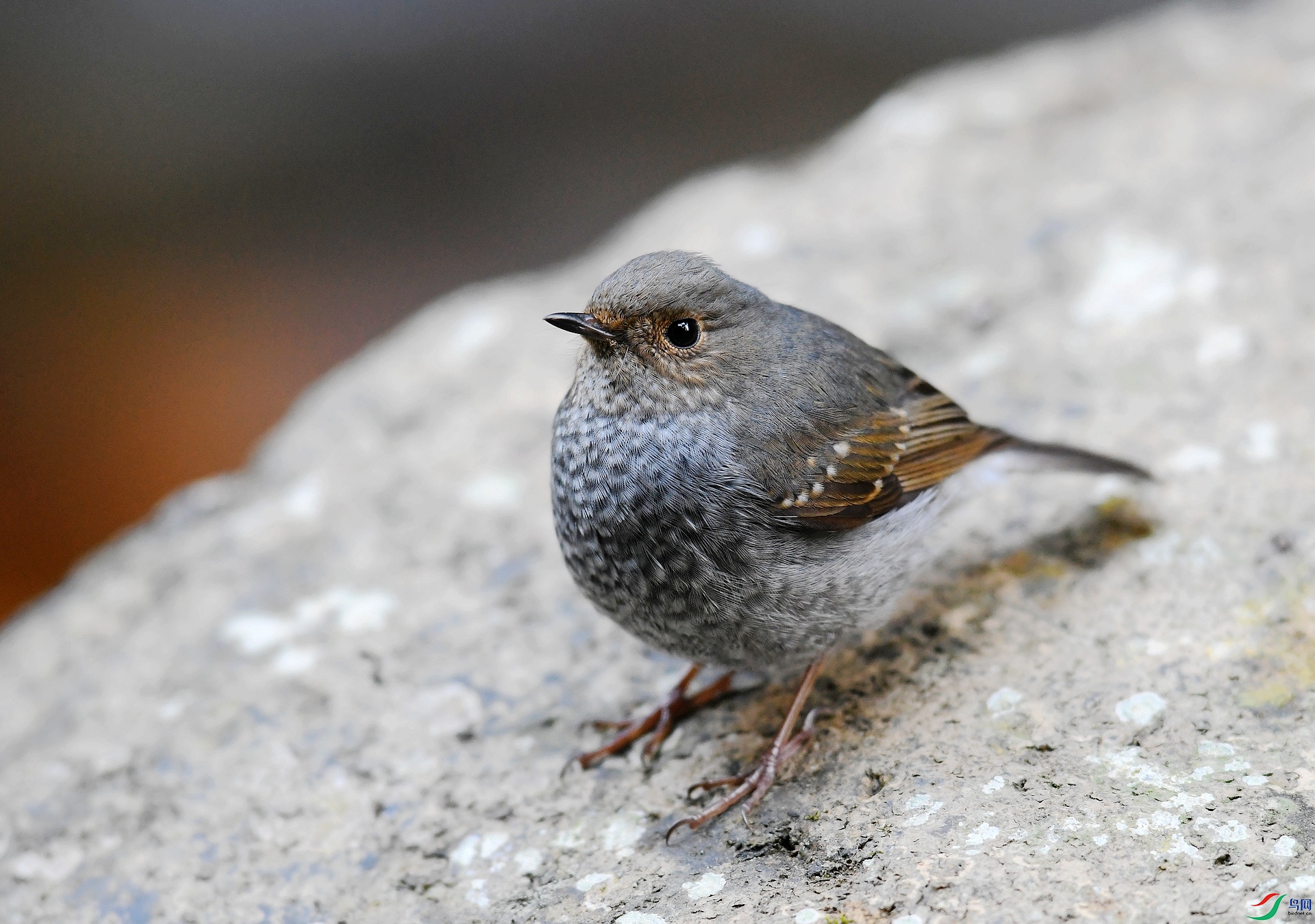 DSC_1457.jpg