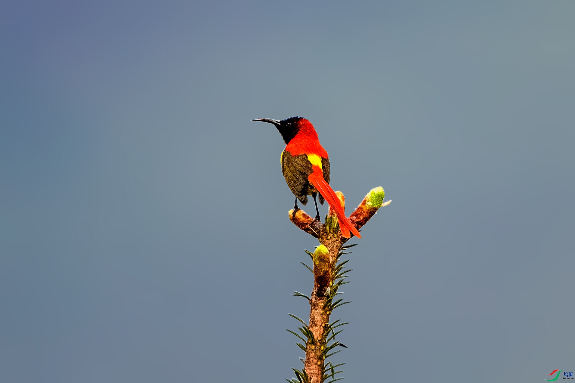 _AUU4527 ��β̫����(25.6.12).jpg