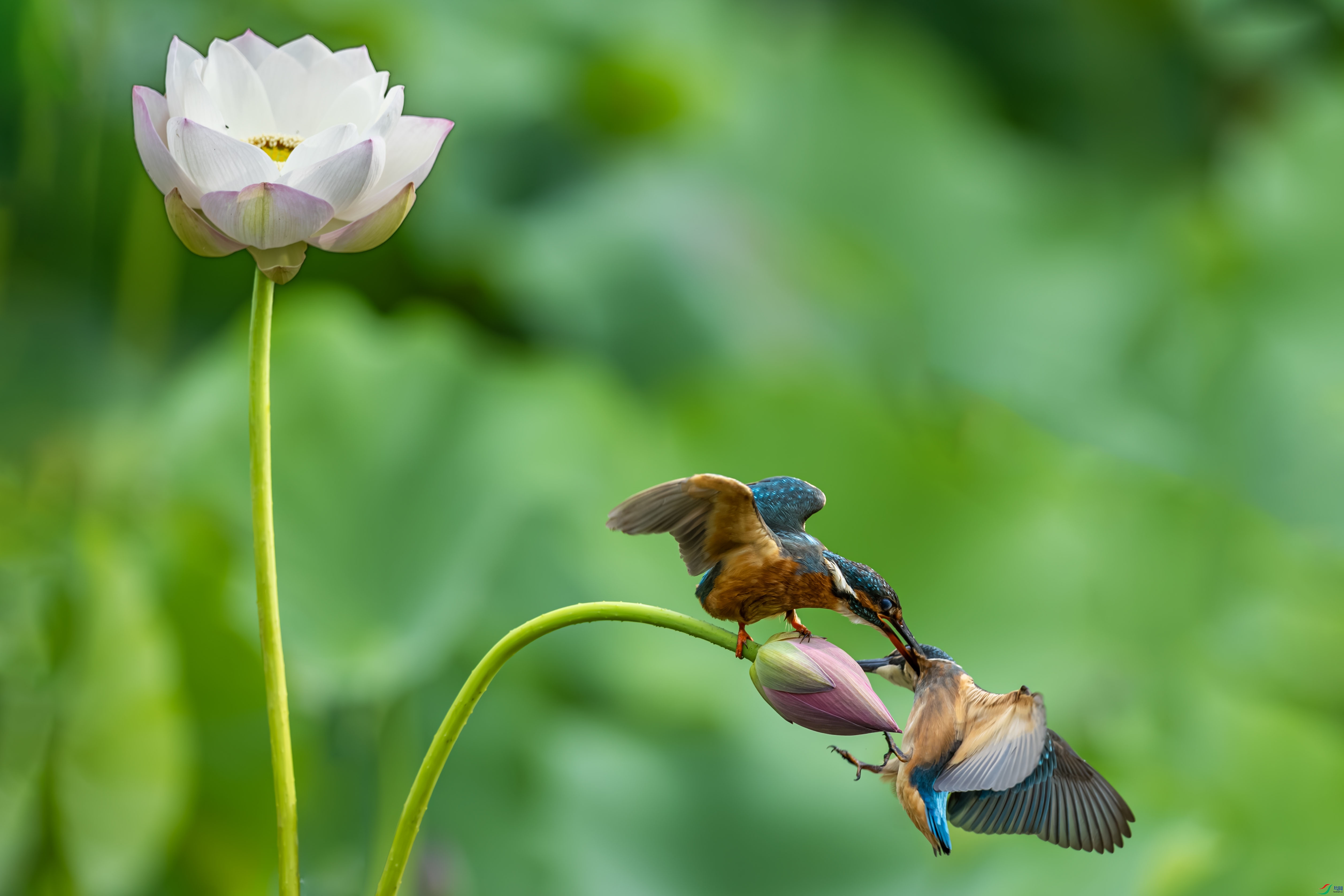 AN4I5946-����ǿ-NR ���� 2.jpg