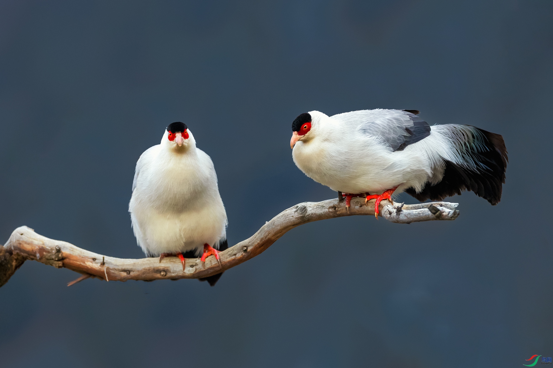 ������----֦ͷ����