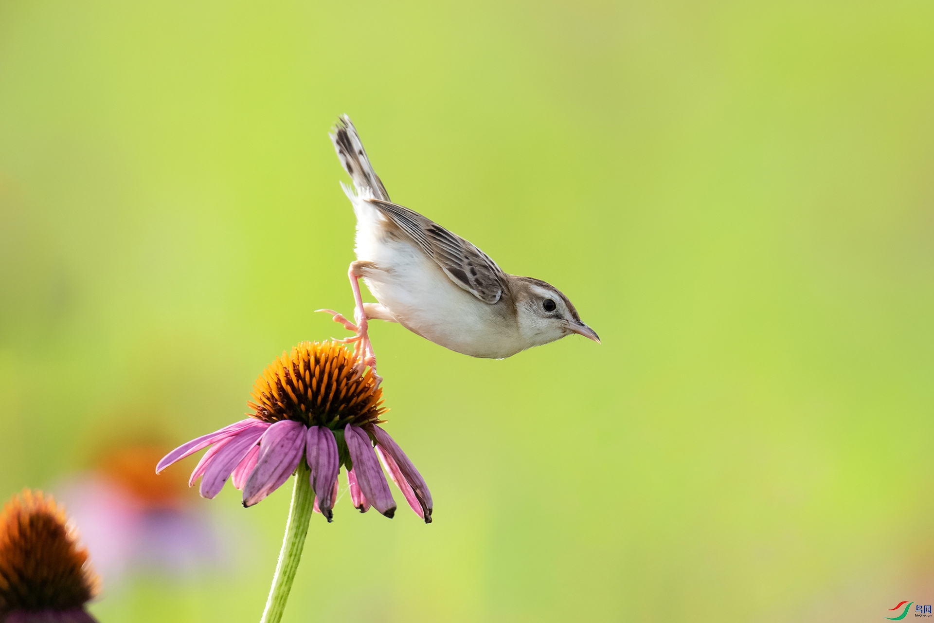 DSC_6391-20230714 ��.jpg