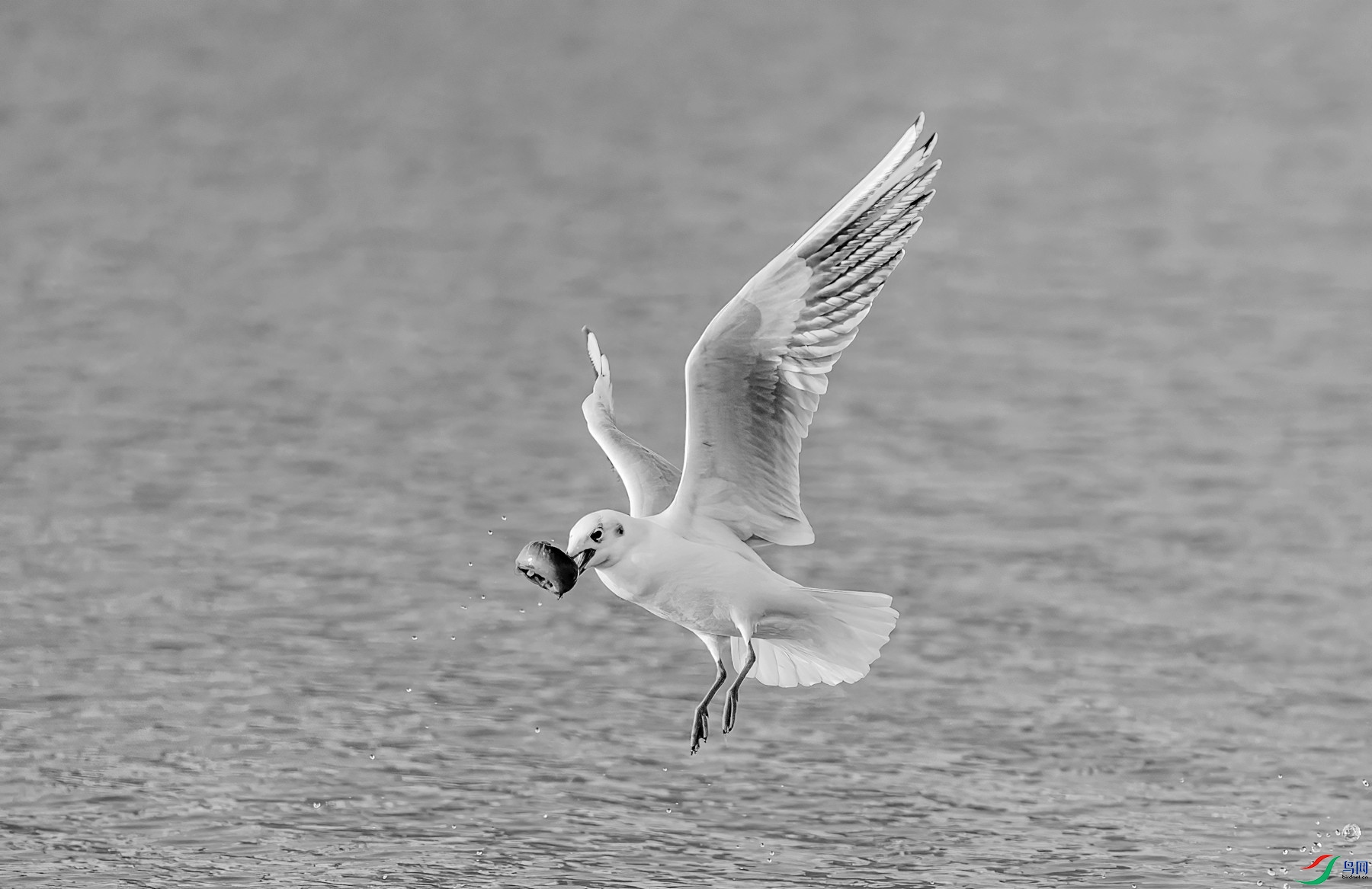 DSC07839 ����_����_����.jpg