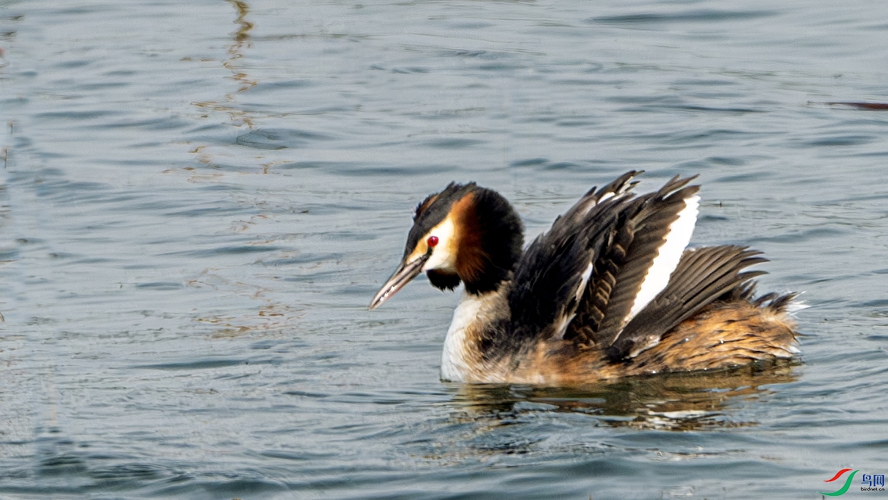 DSC_1026-����ǿ-NR ����.jpg