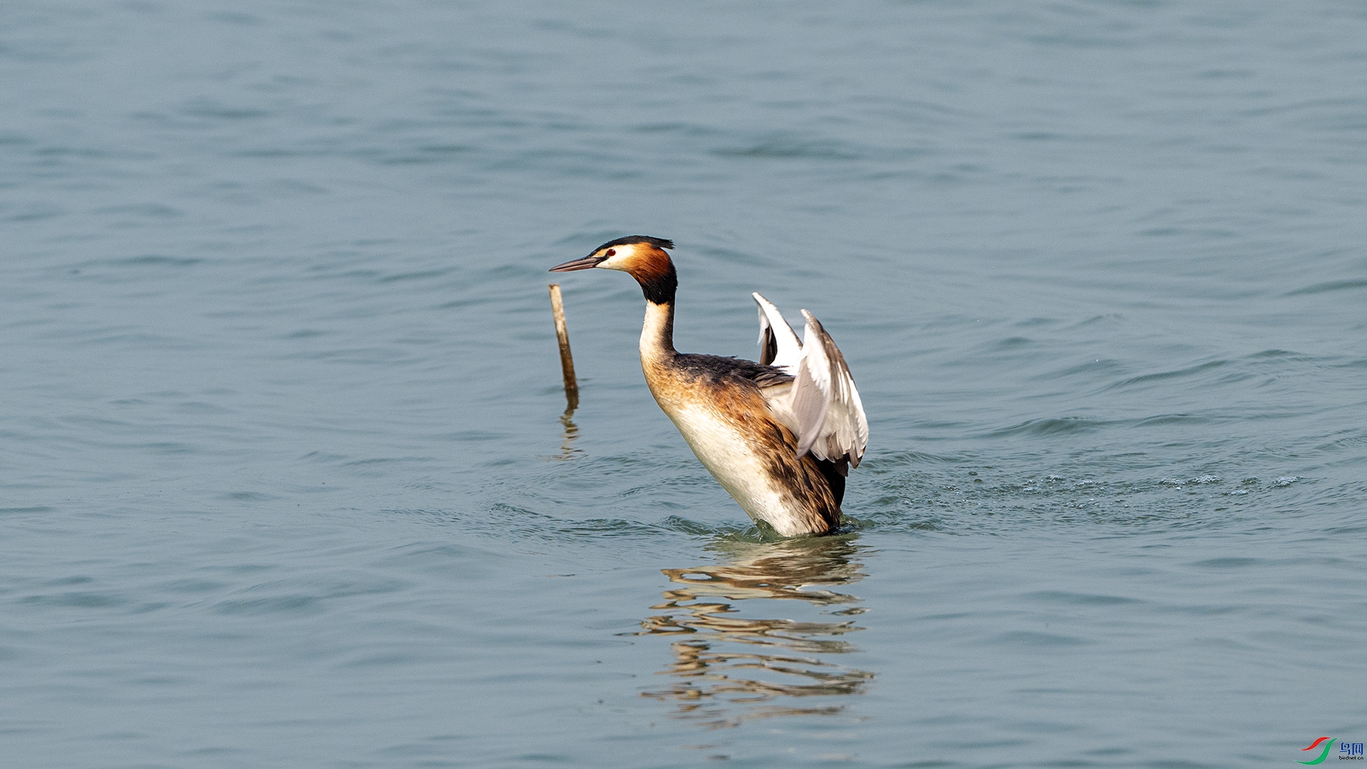 DSC_1010 ����.jpg