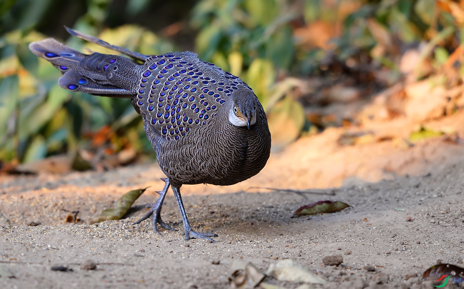 DSC_7010A.jpg