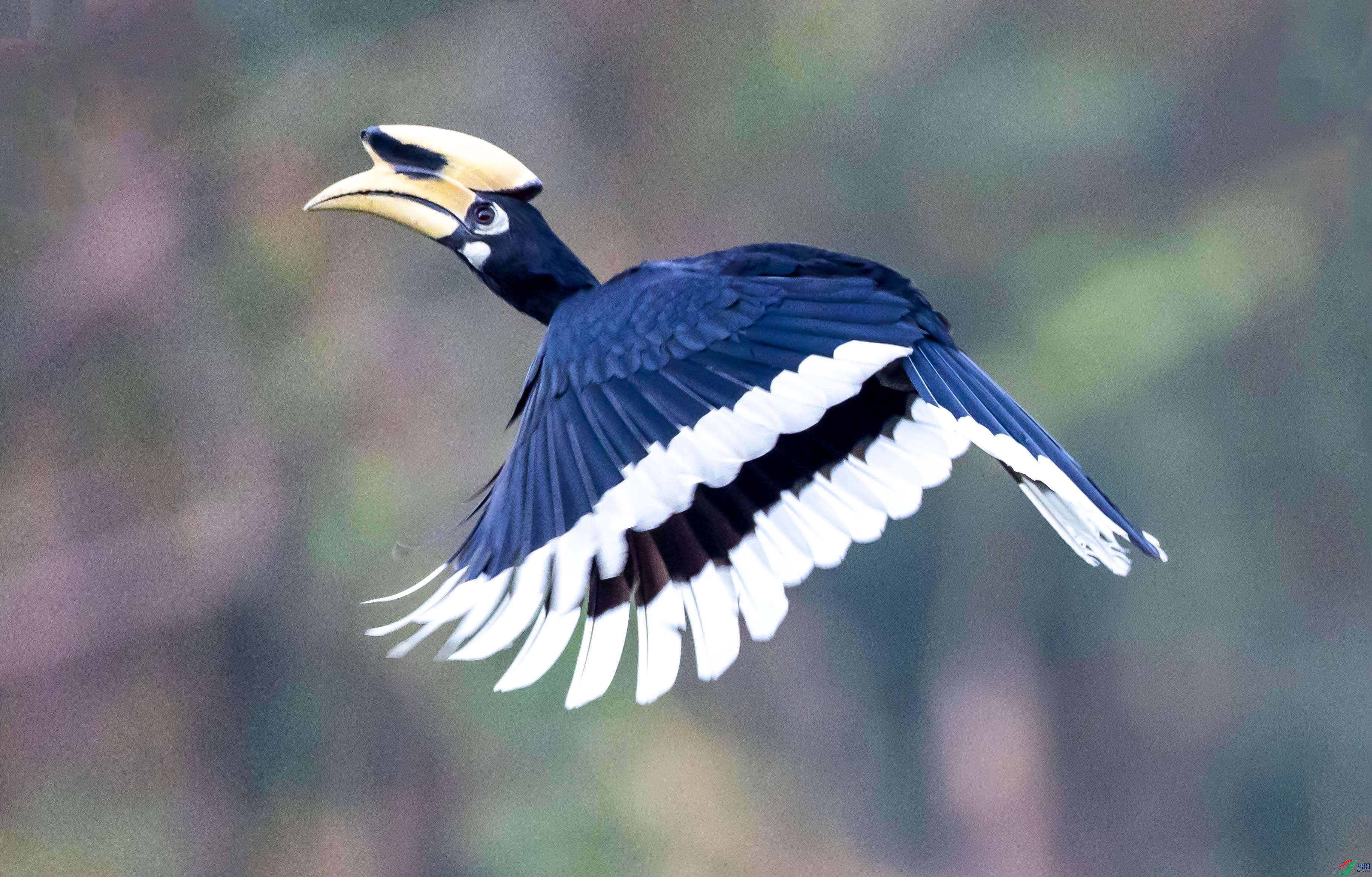 �ڰ�Ϭ��