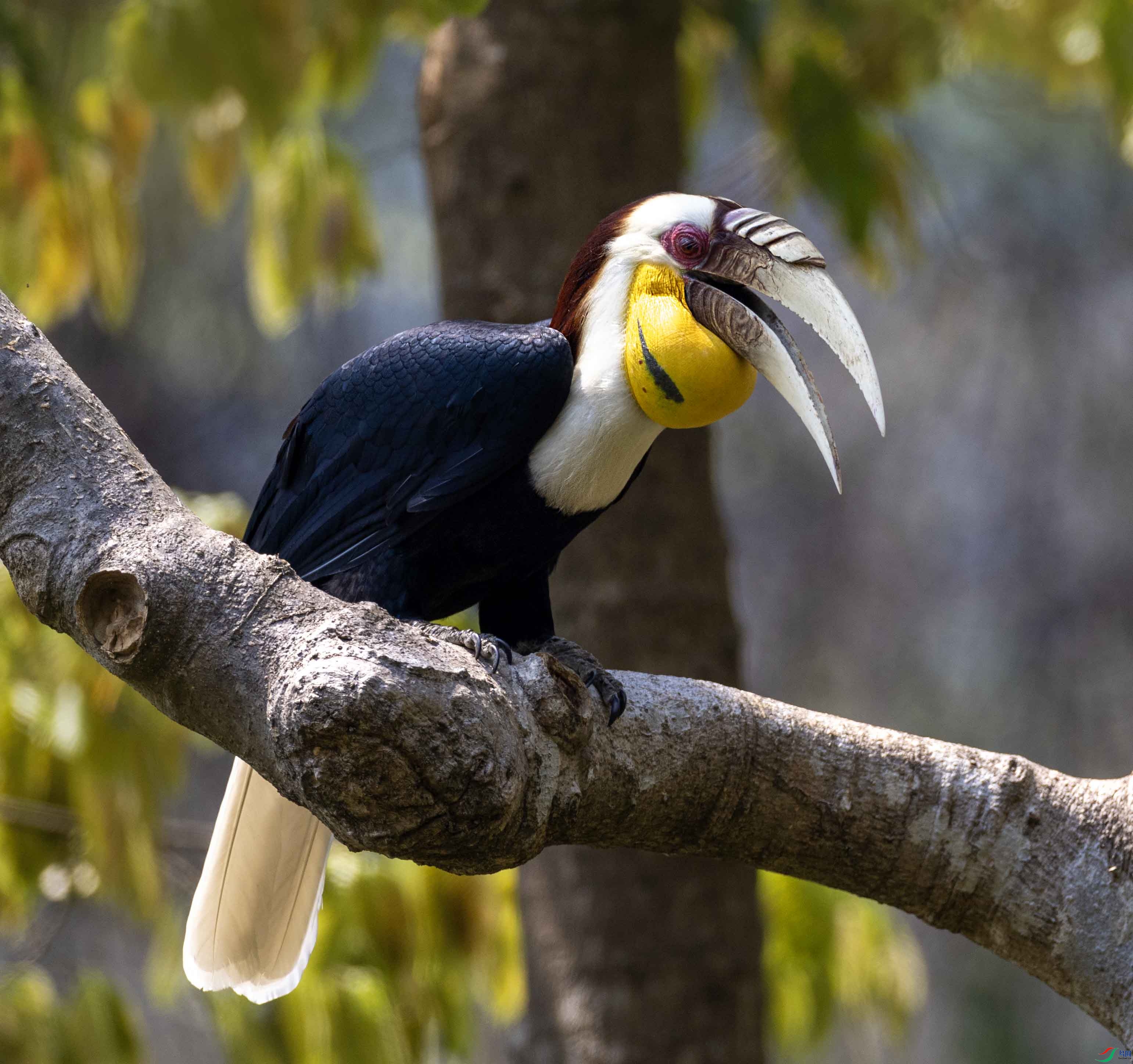 ����Ϭ��